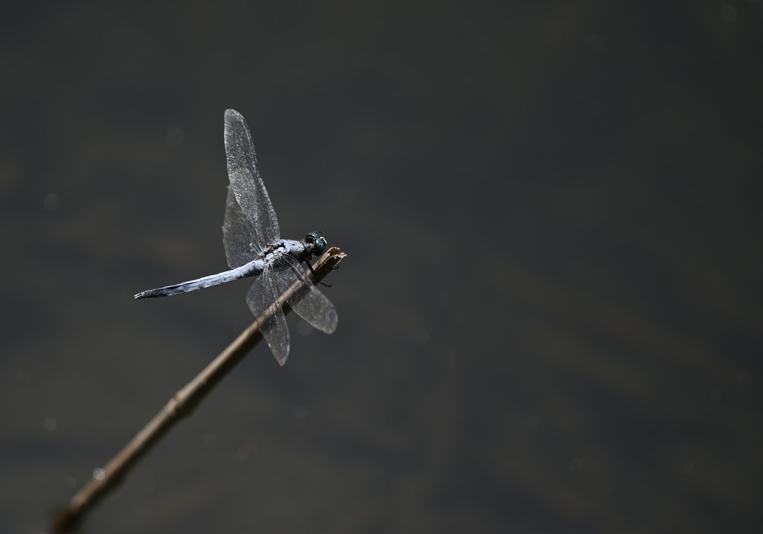 Una libellula trasparente posata su un bastone sopra l'acqua