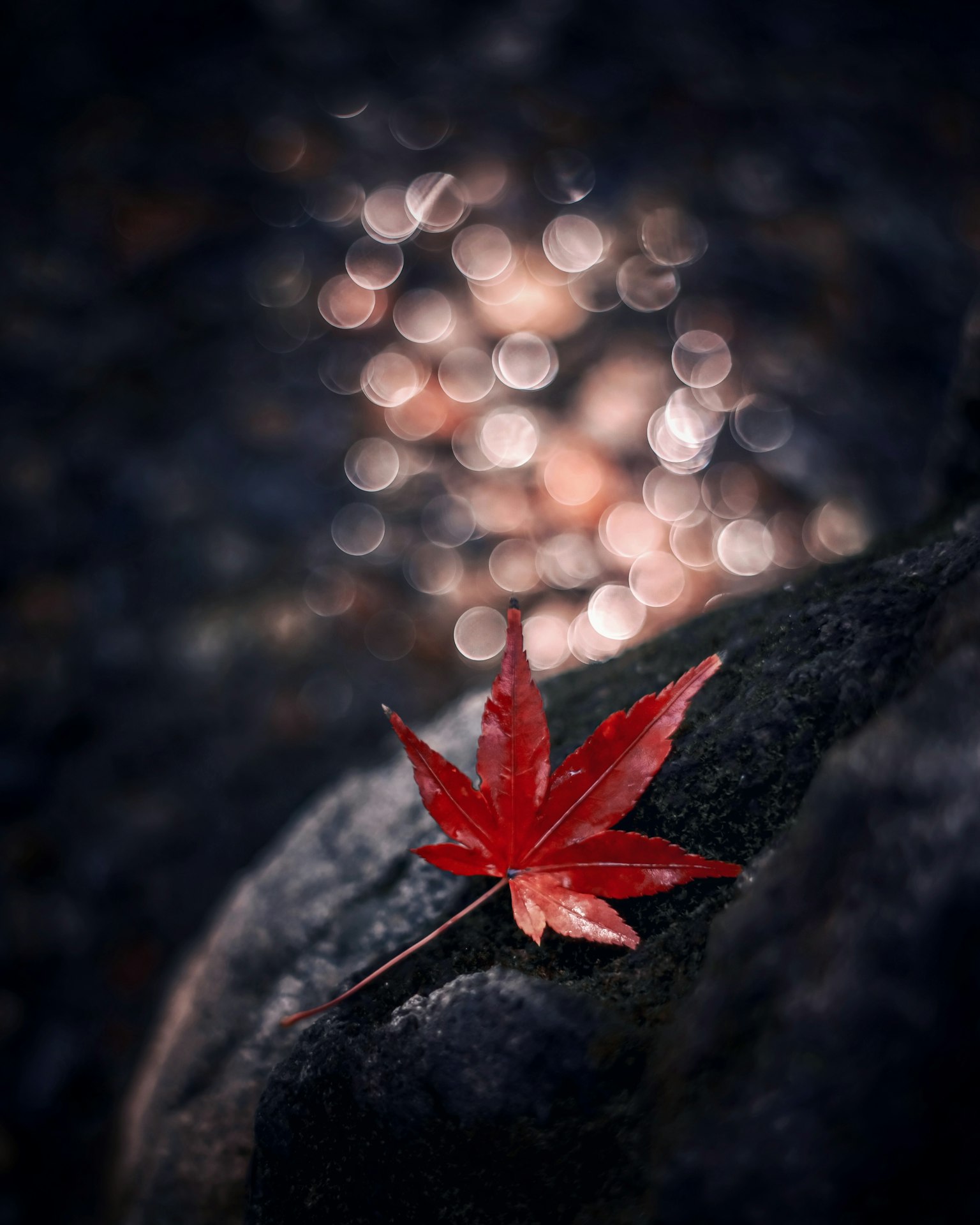 Một chiếc lá phong đỏ nằm trên đá với nền bokeh mờ