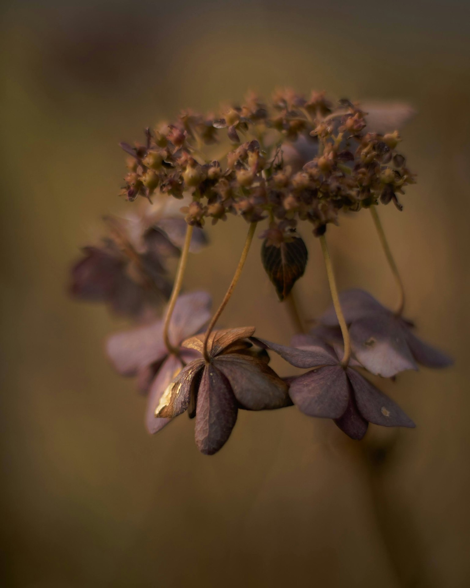 Primo piano di un fiore viola con sfondo morbido stelo delicato che mostra la bellezza della natura