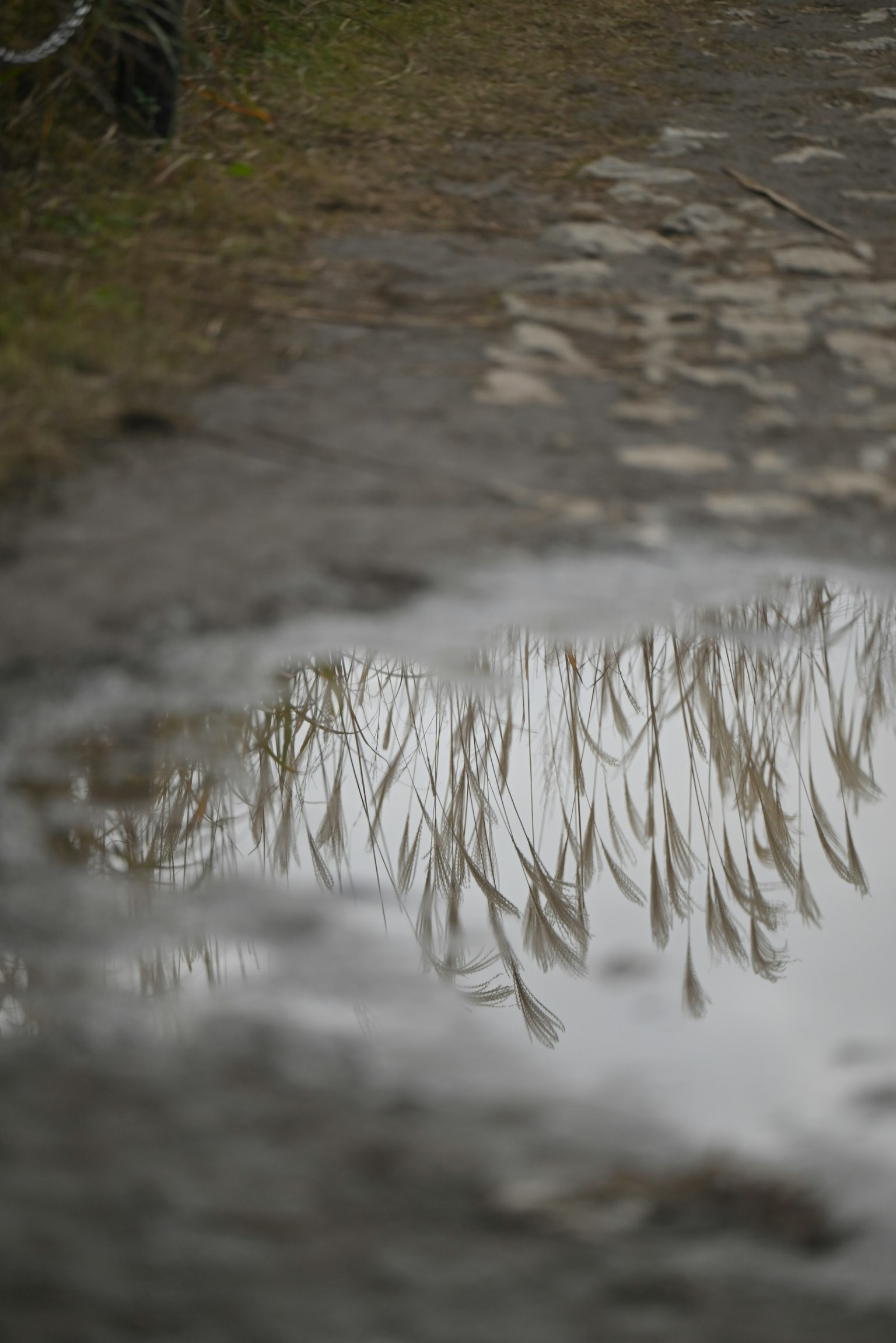 Reflection of grass in a puddle on a pathway