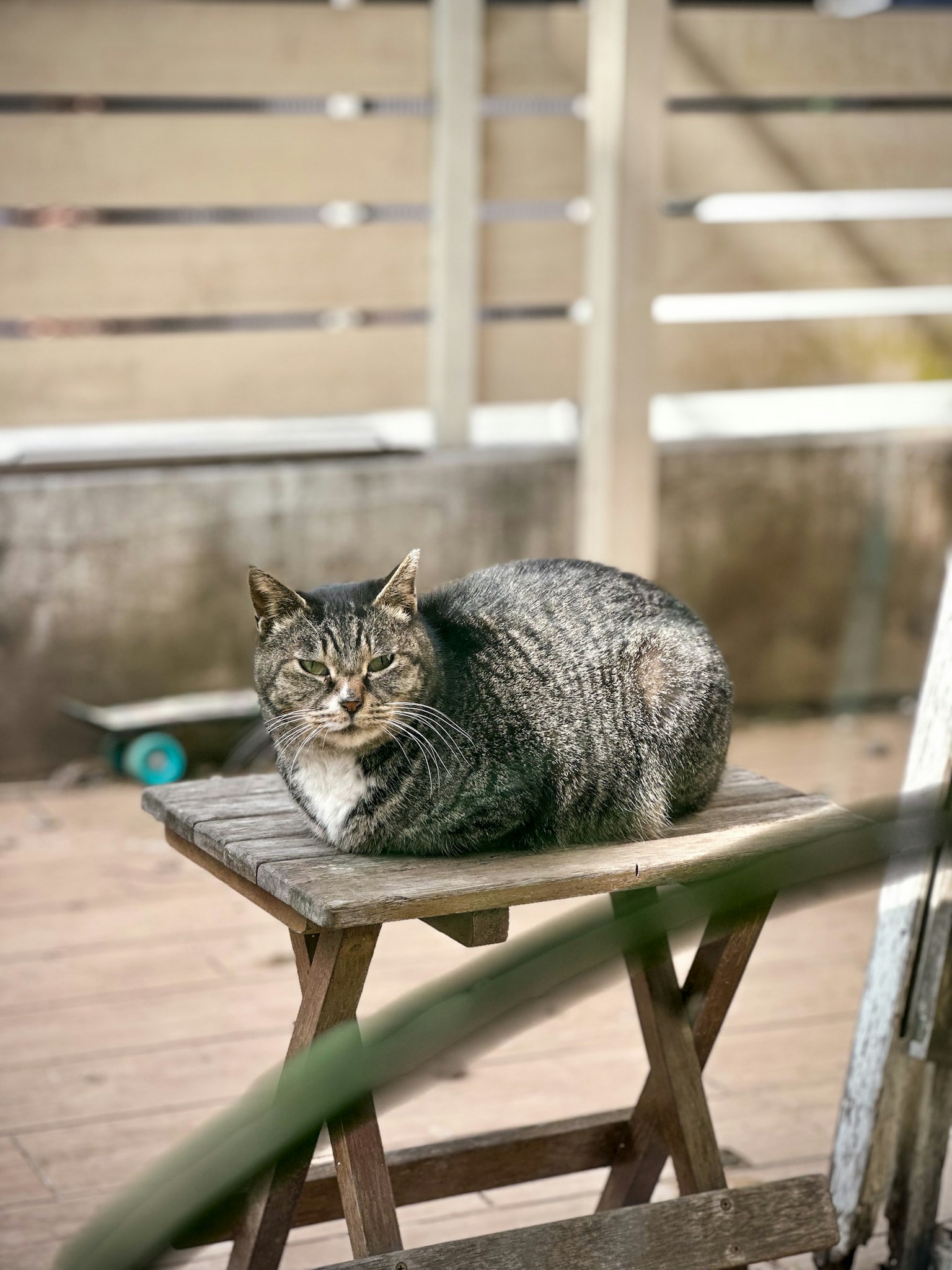 Seekor kucing bersantai di atas kursi kayu di taman