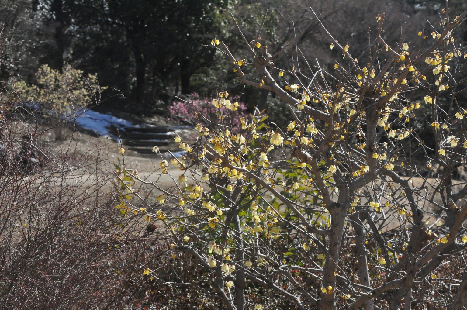 Un paisaje invernal con un árbol de flores amarillas y un sendero sinuoso