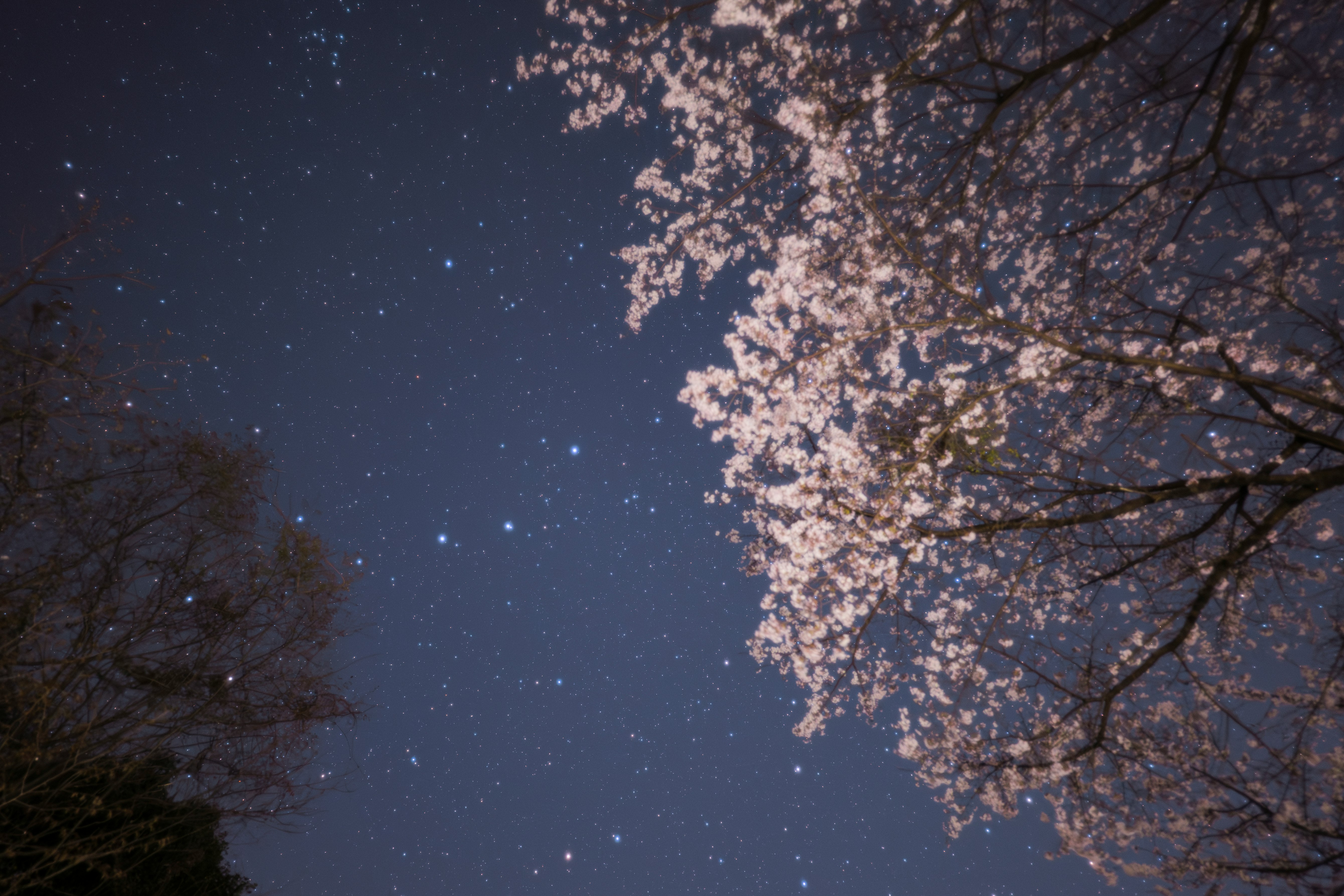 夜空に舞う星と桜の枝が重なる風景