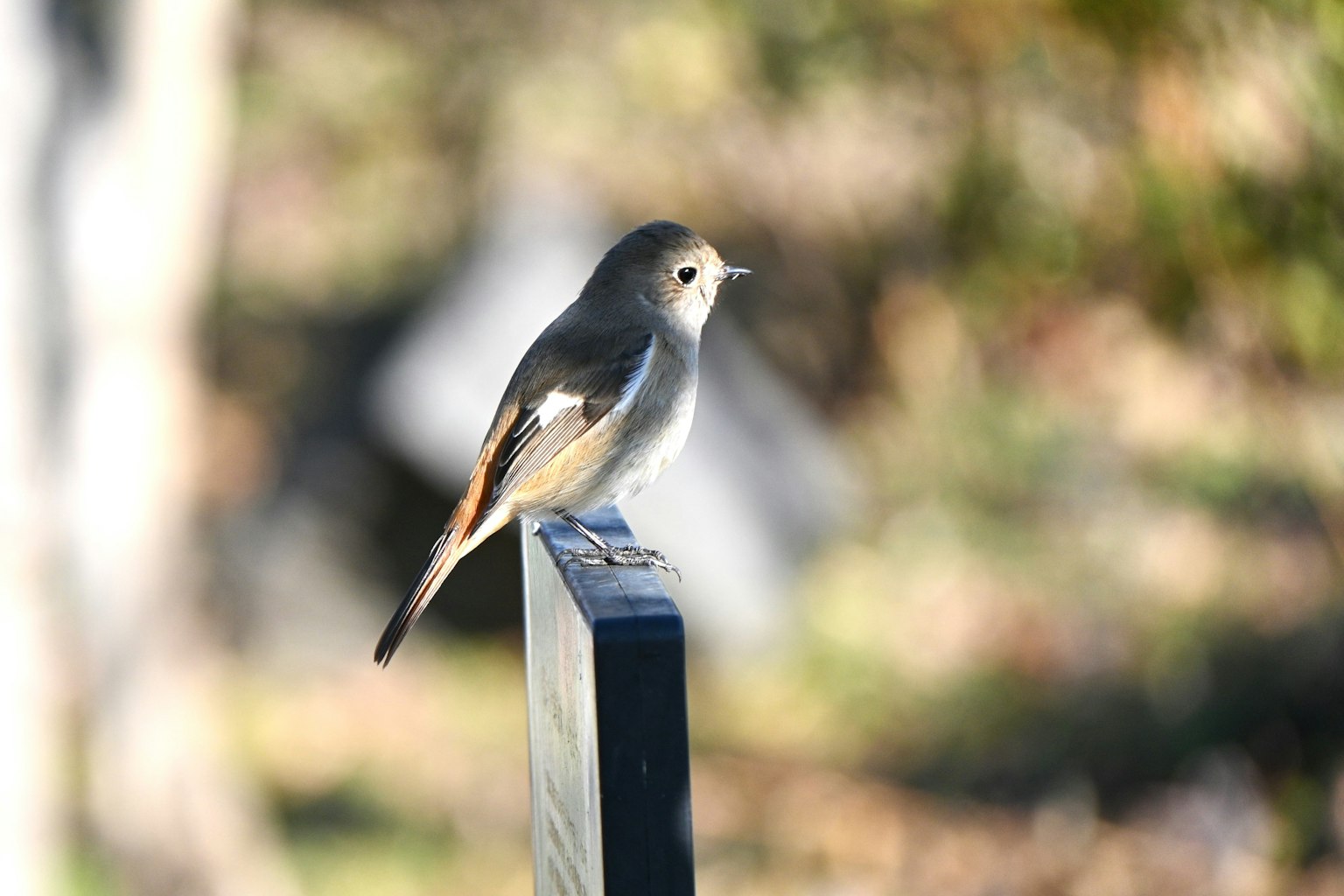 Ein kleiner Vogel sitzt auf einem Pfosten mit verschwommenem Hintergrund