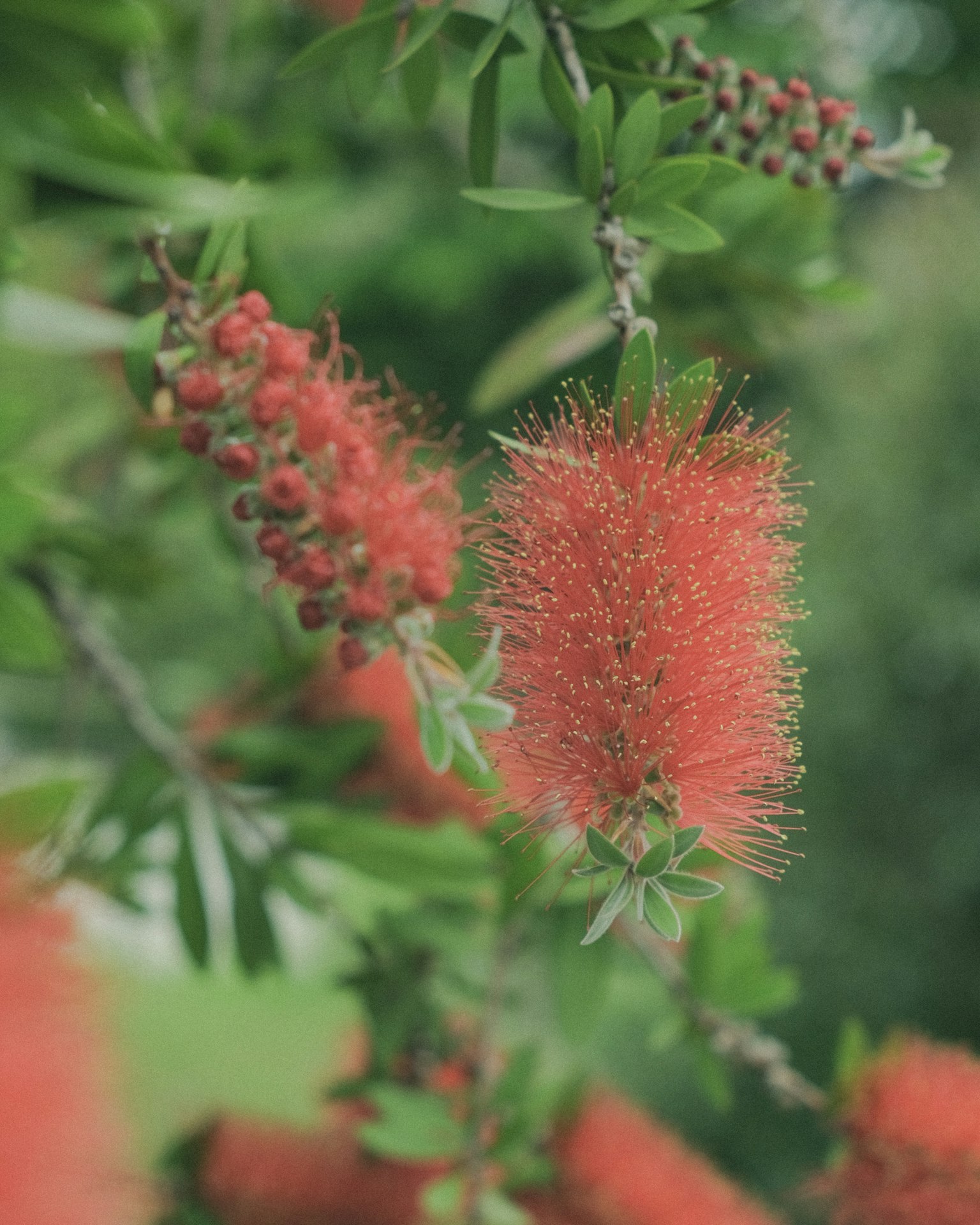 Close-up dari cabang dengan bunga merah cerah