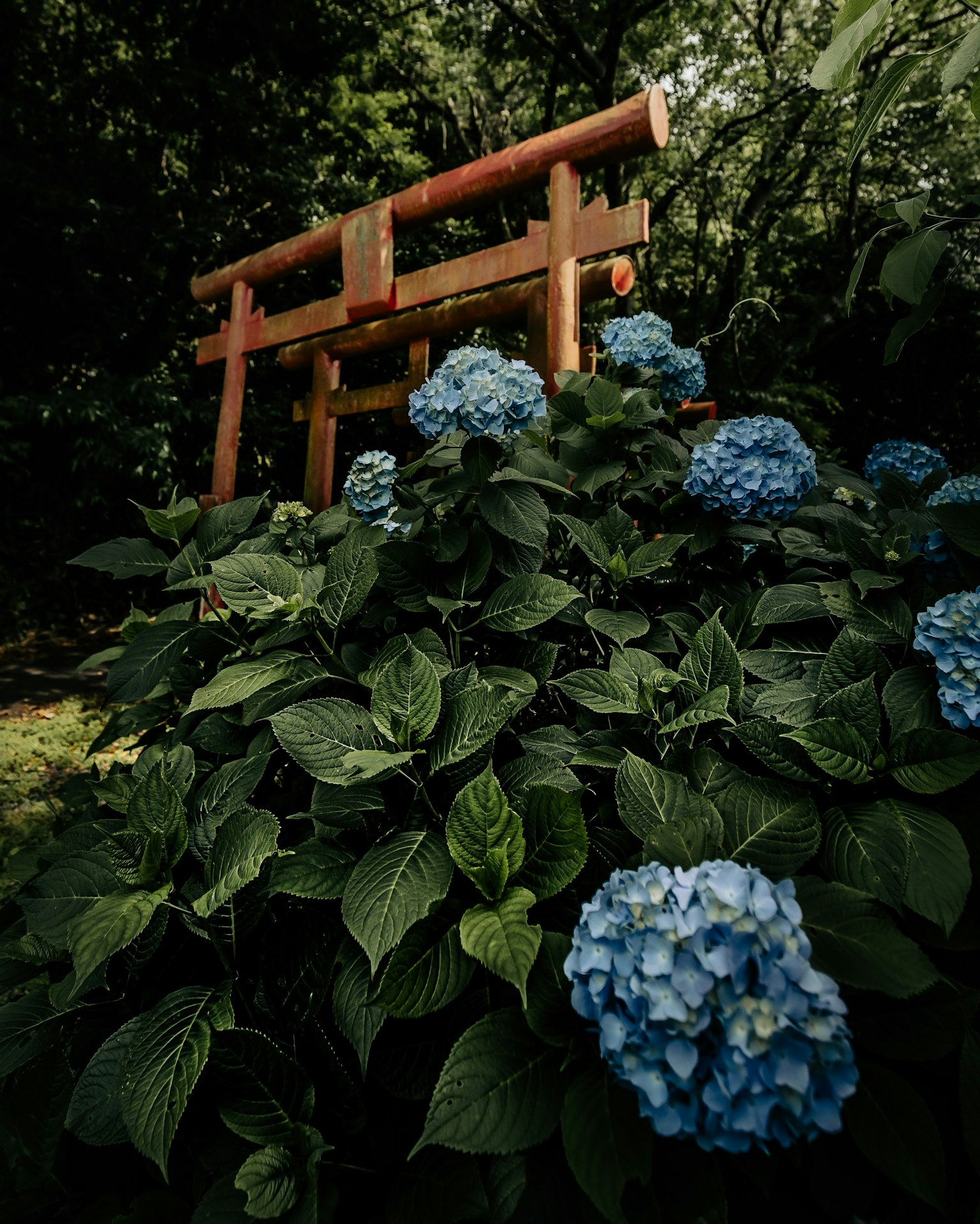 Lush greenery with blue hydrangeas and a wooden torii gate