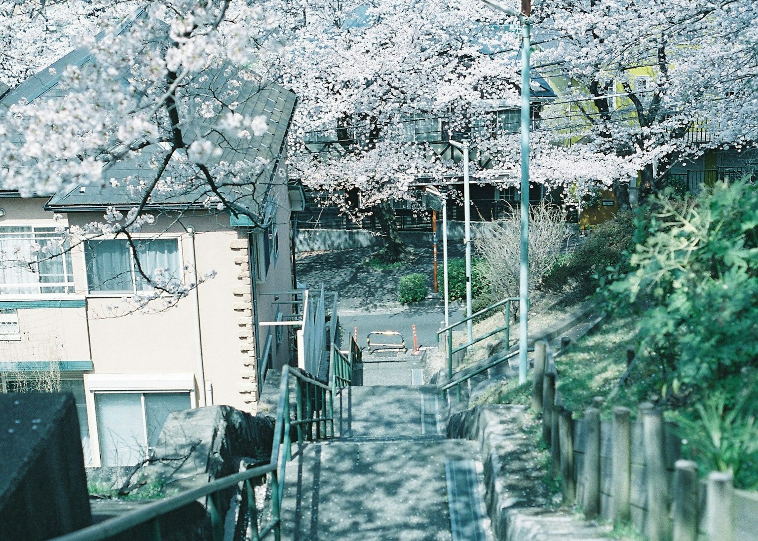 樱花树沿着楼梯和住宅区的美丽景色