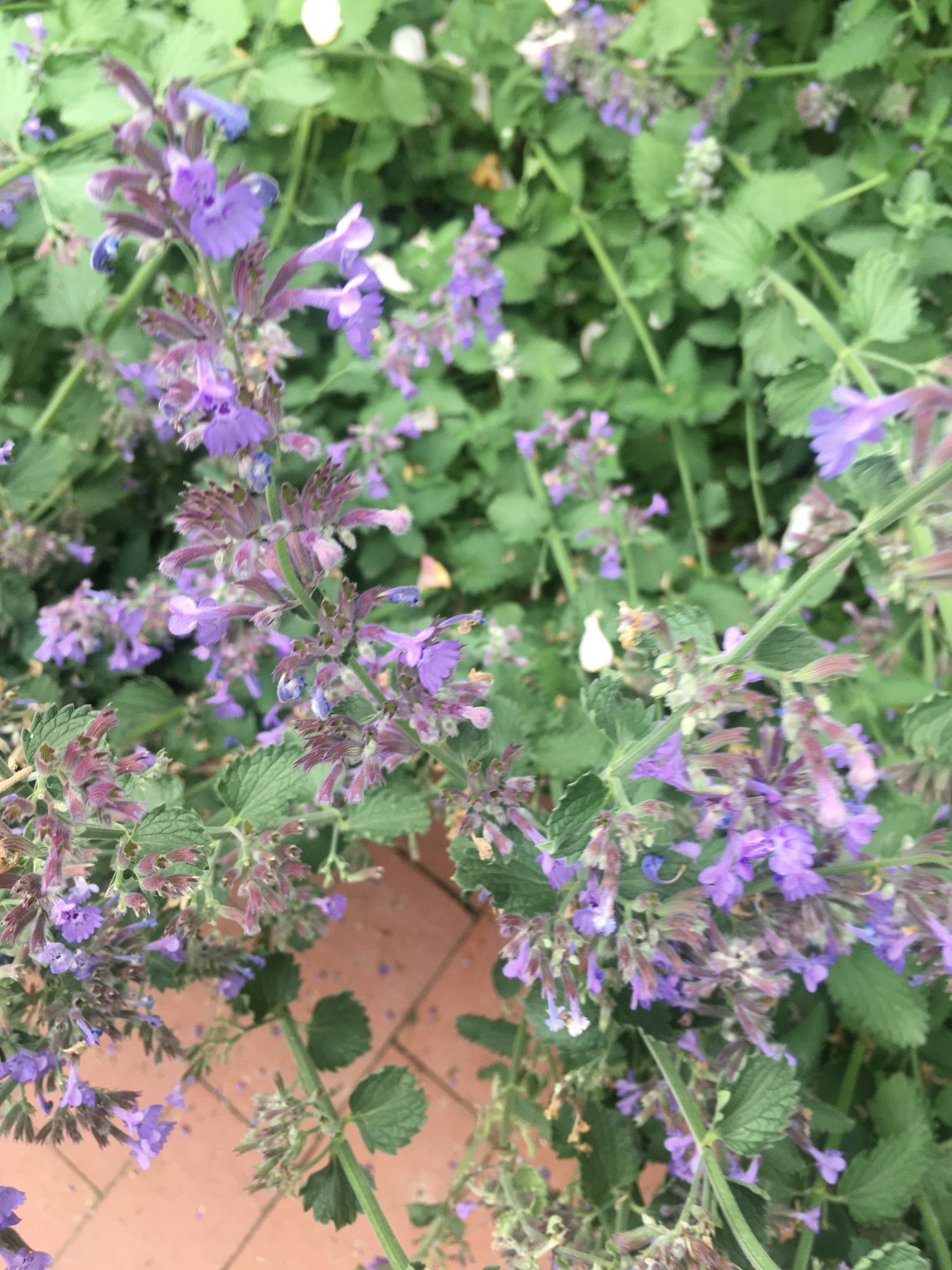 Gros plan de fleurs violettes avec des feuilles et tiges vertes en arrière-plan