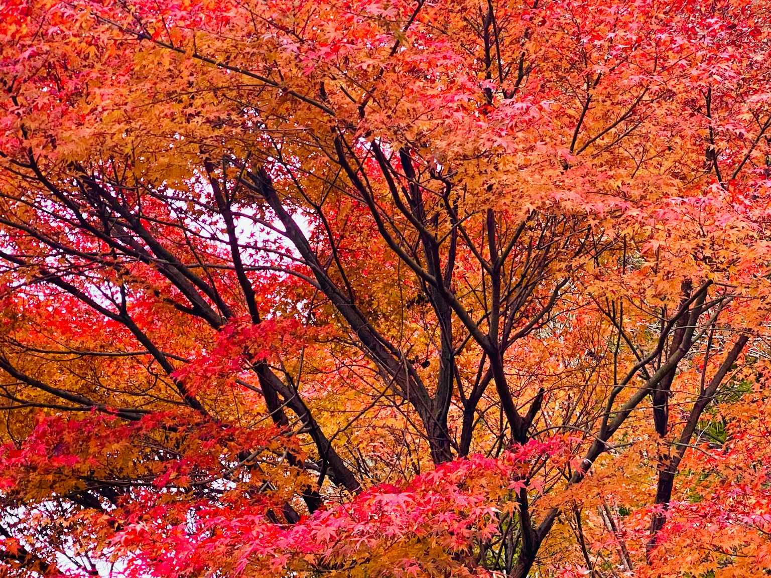 Branches of a tree with vibrant red and orange leaves in autumn