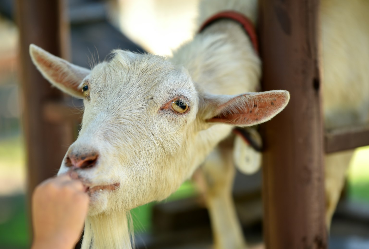 Seekor kambing putih menerima makanan dari tangan seseorang