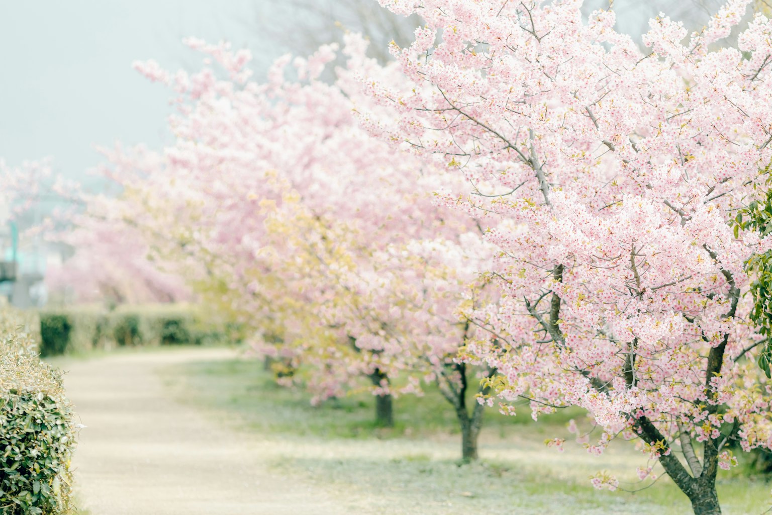 부드러운 분홍색 꽃이 피어 있는 길을 따라 늘어선 벚나무의 경치