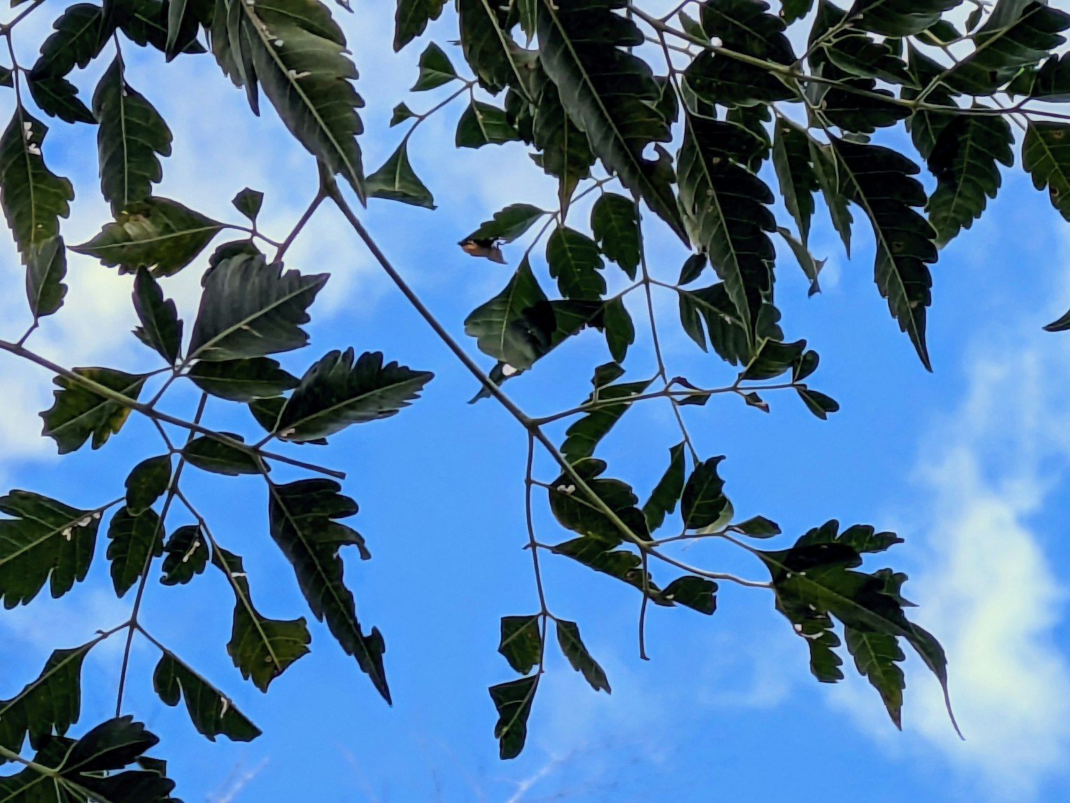 Äste mit grünen Blättern vor blauem Himmel