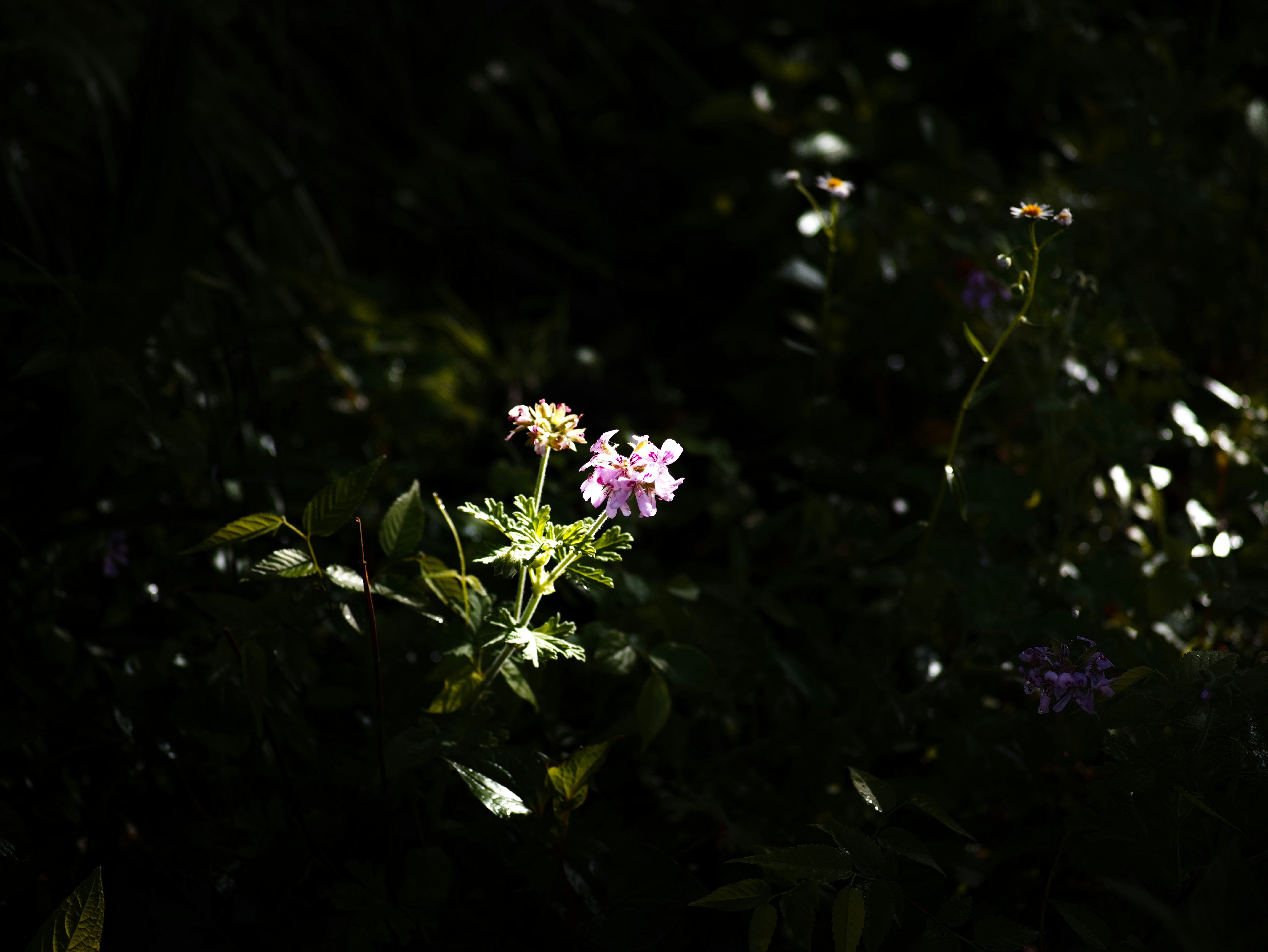 暗い背景に浮かぶ小さなピンクの花と緑の葉