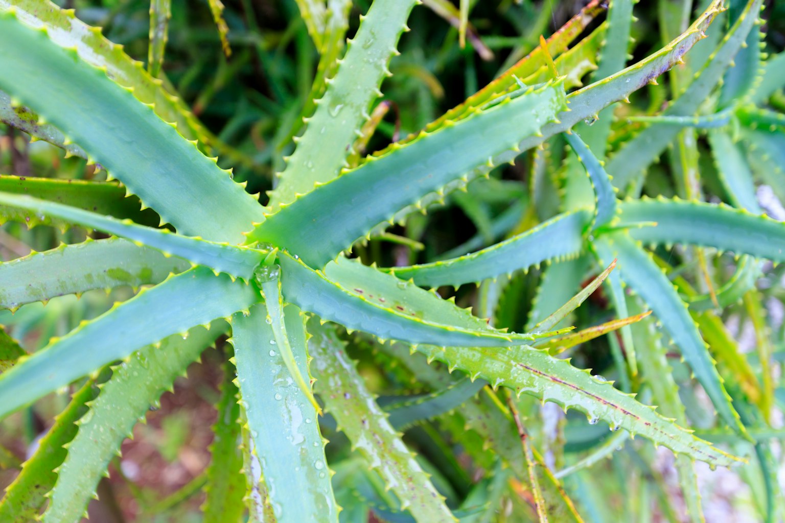 Übereinanderliegende grüne Aloe-Vera-Blätter