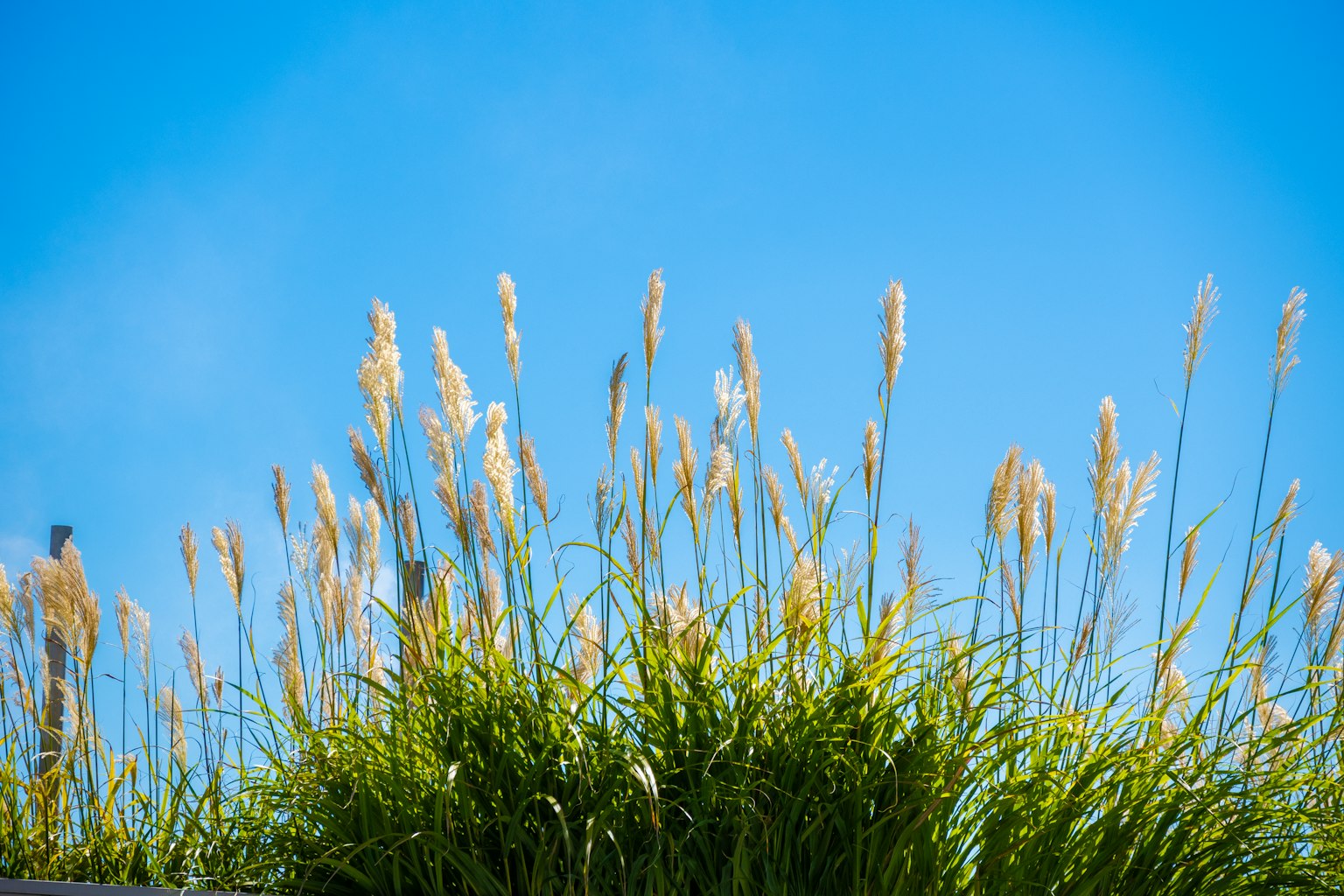 Herbe dorée se balançant sous un ciel bleu