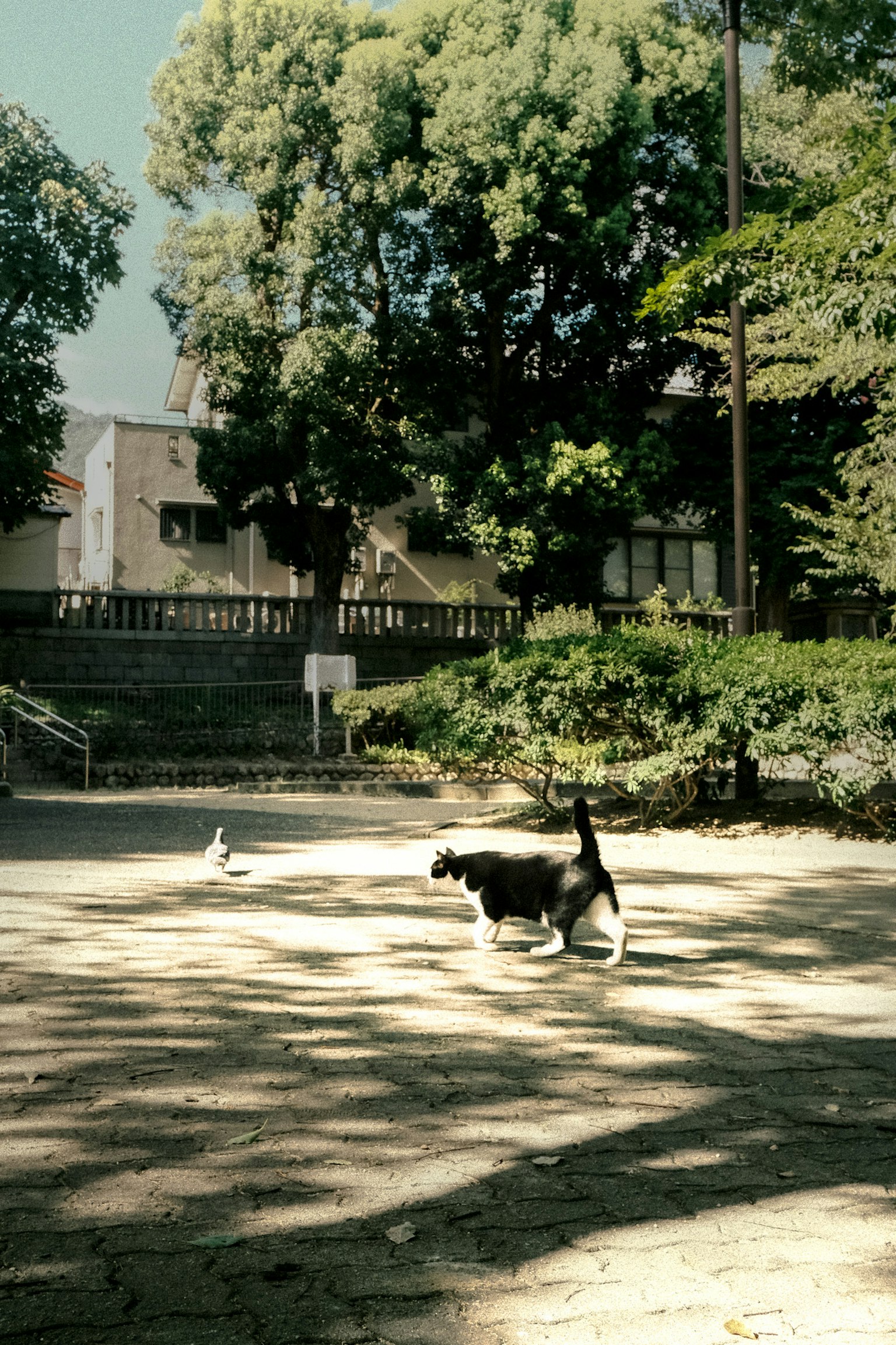 公園裡與鴿子玩耍的狗被茂密的樹木環繞