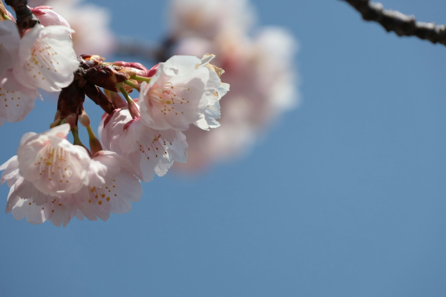 Close-up bunga sakura dengan latar belakang langit biru