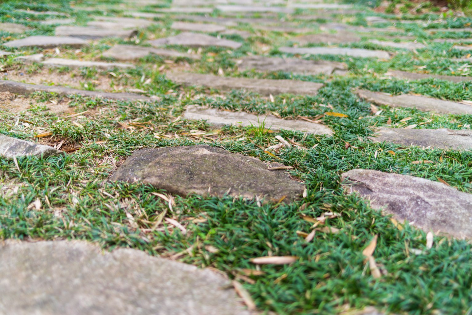 Primer plano de un camino de piedra rodeado de hierba verde