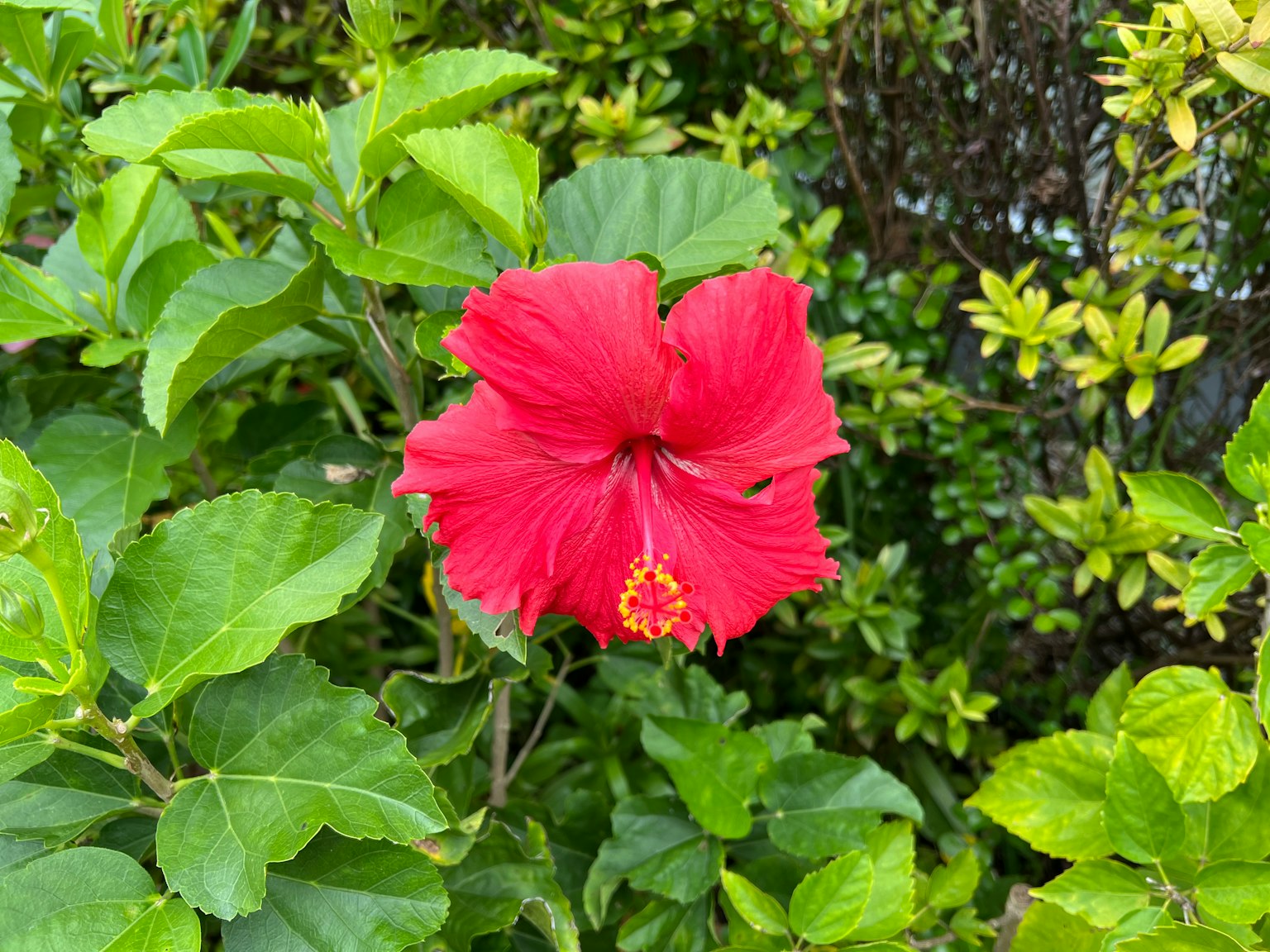 红色的芙蓉花在绿色叶子中绽放