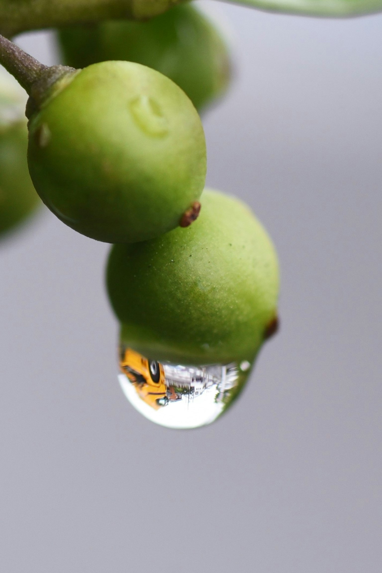 Gambar dekat buah hijau dengan tetesan air yang memantulkan pemandangan