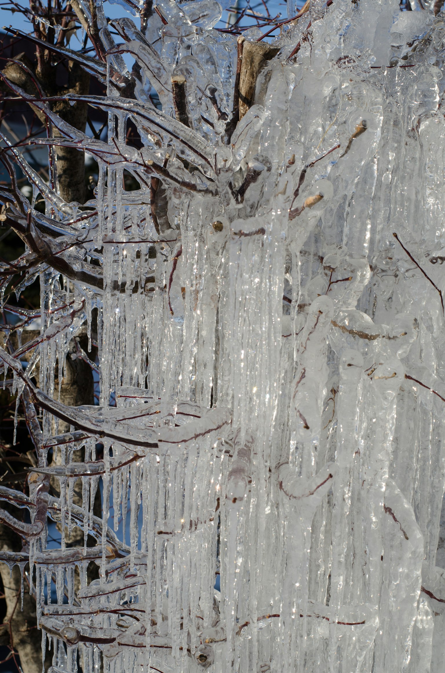 Gocce di ghiaccio appese ai rami congelati creano una bella scena invernale