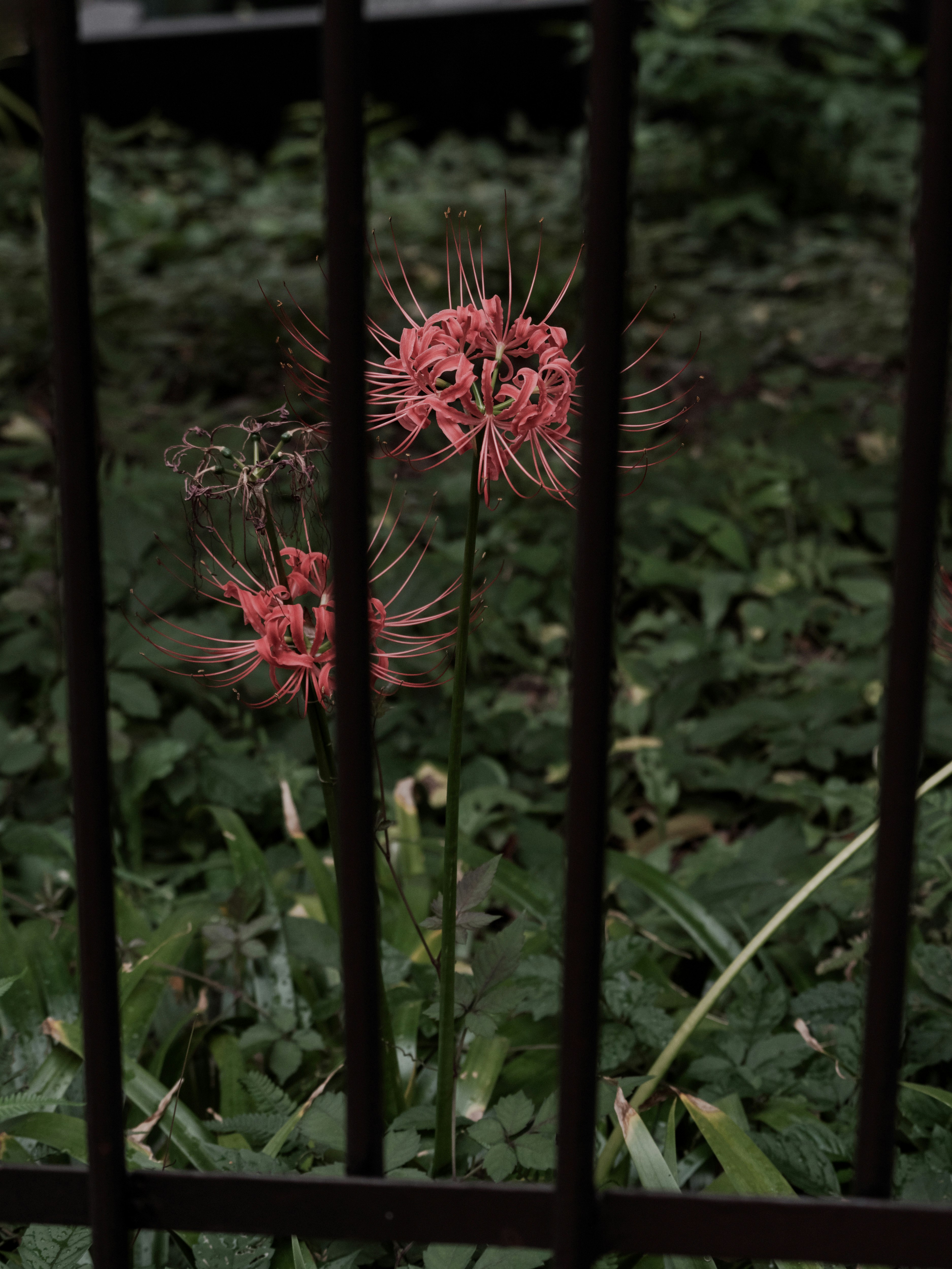 柵越しに咲く彼岸花（曼珠沙華）