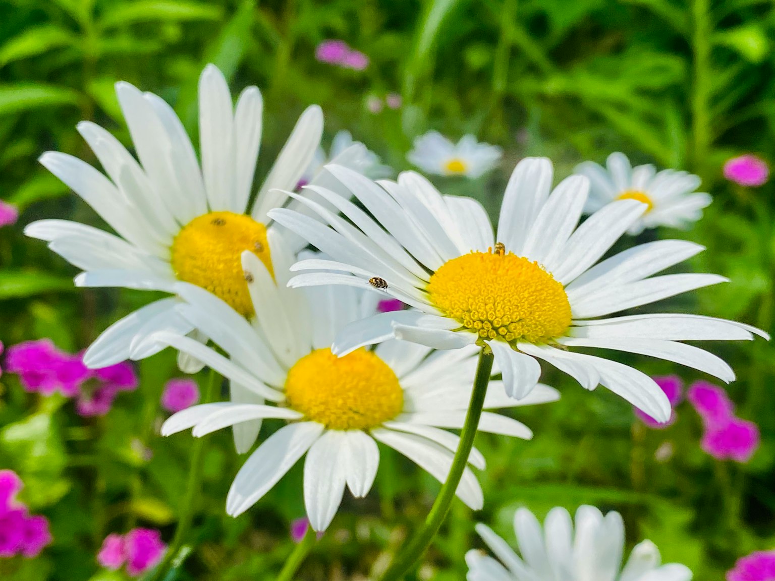 White daisies blooming against a green background