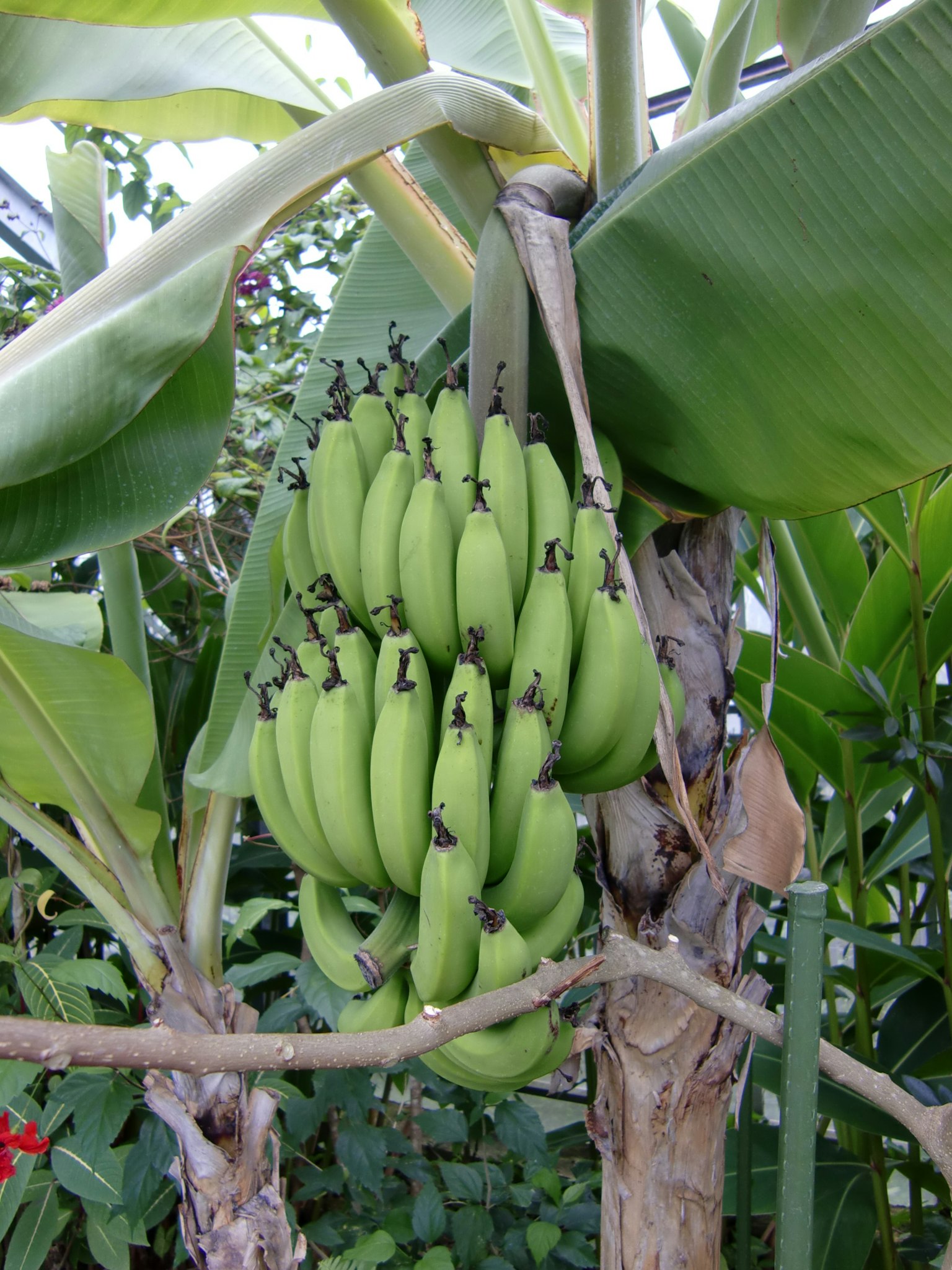 Un grappolo di banane verdi che cresce su un albero
