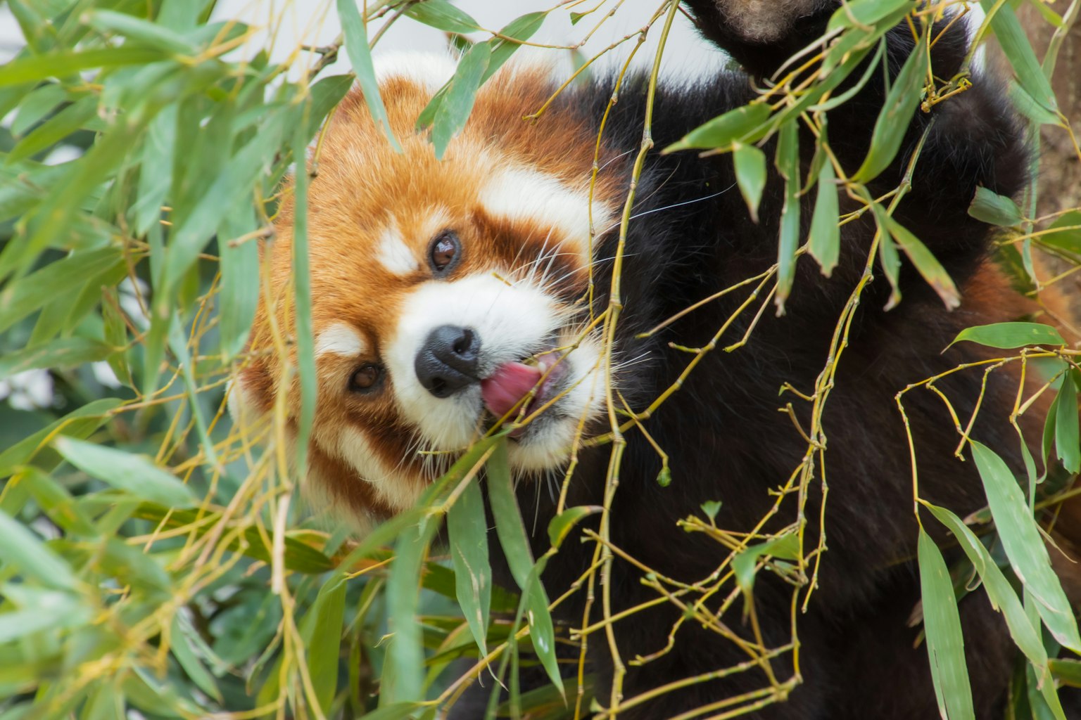 Un panda roux mangeant des feuilles de bambou avec une expression ludique