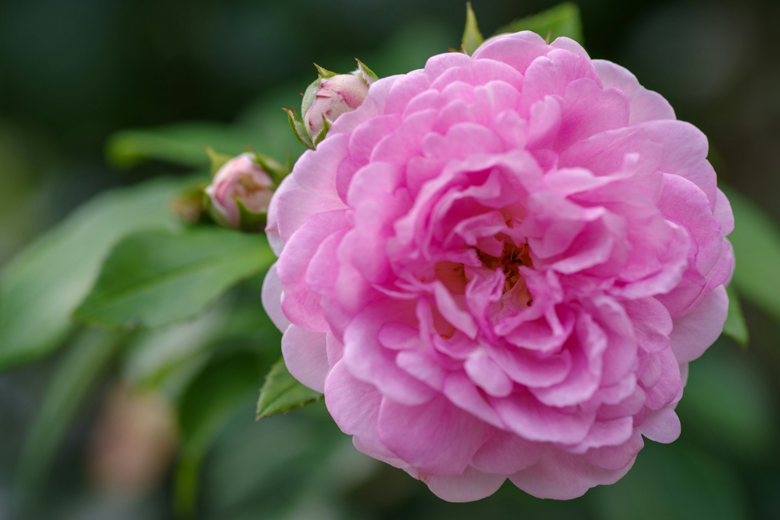 Sebuah bunga mawar pink yang indah sedang mekar