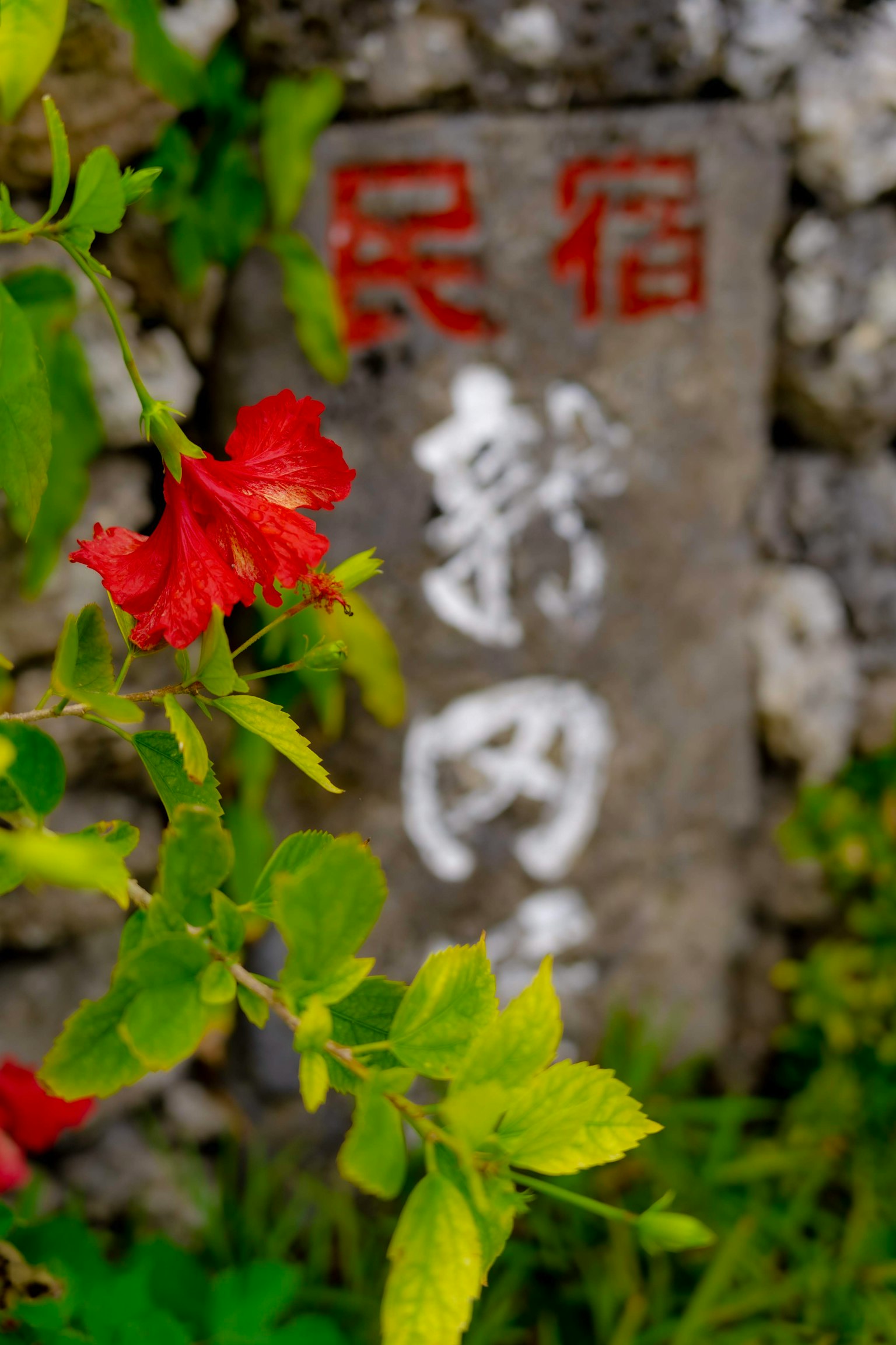 一朵鲜艳的红花旁边有一块古老的石碑，带有铭文