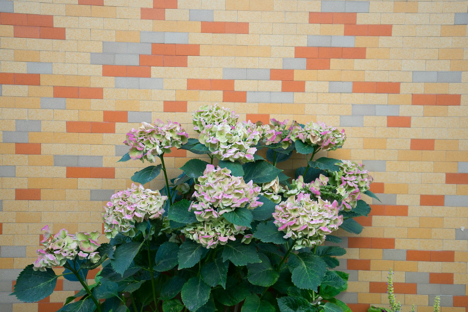 Hydrangea flowers blooming in front of a colorful tiled wall