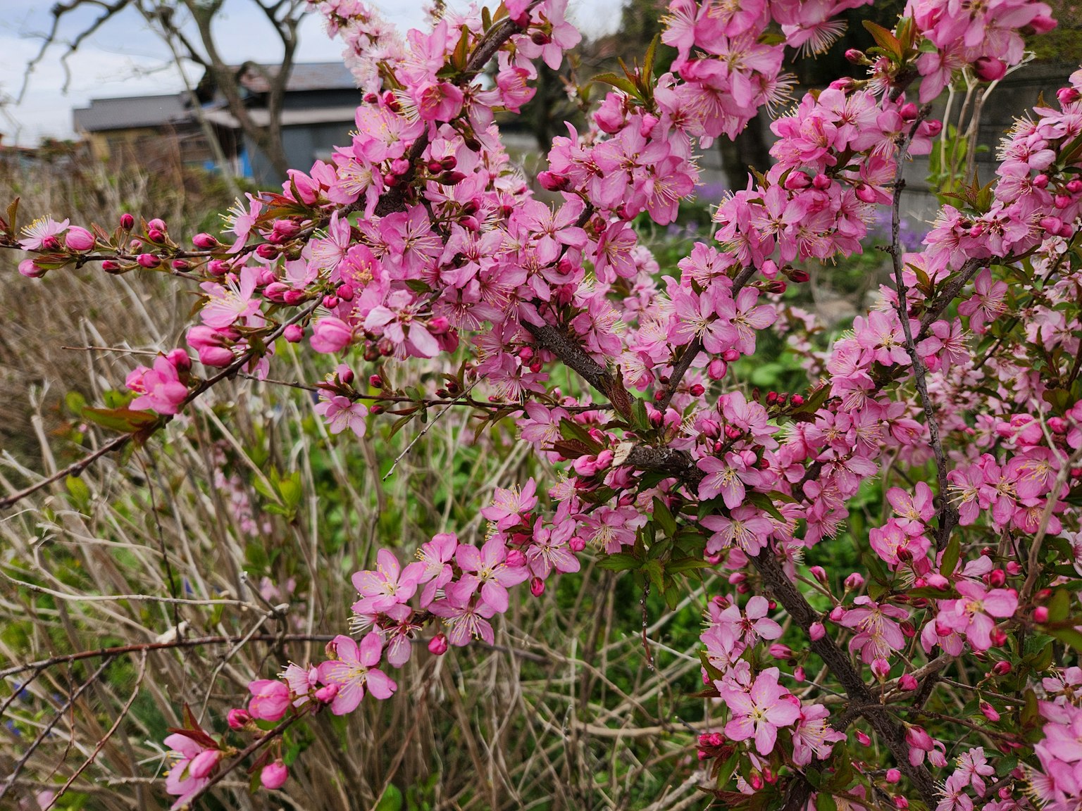 Flores rosas vibrantes floreciendo en ramas con plantas verdes de fondo