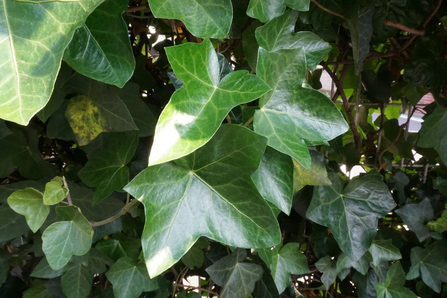 Feuilles de lierre vertes luxuriantes avec des surfaces brillantes