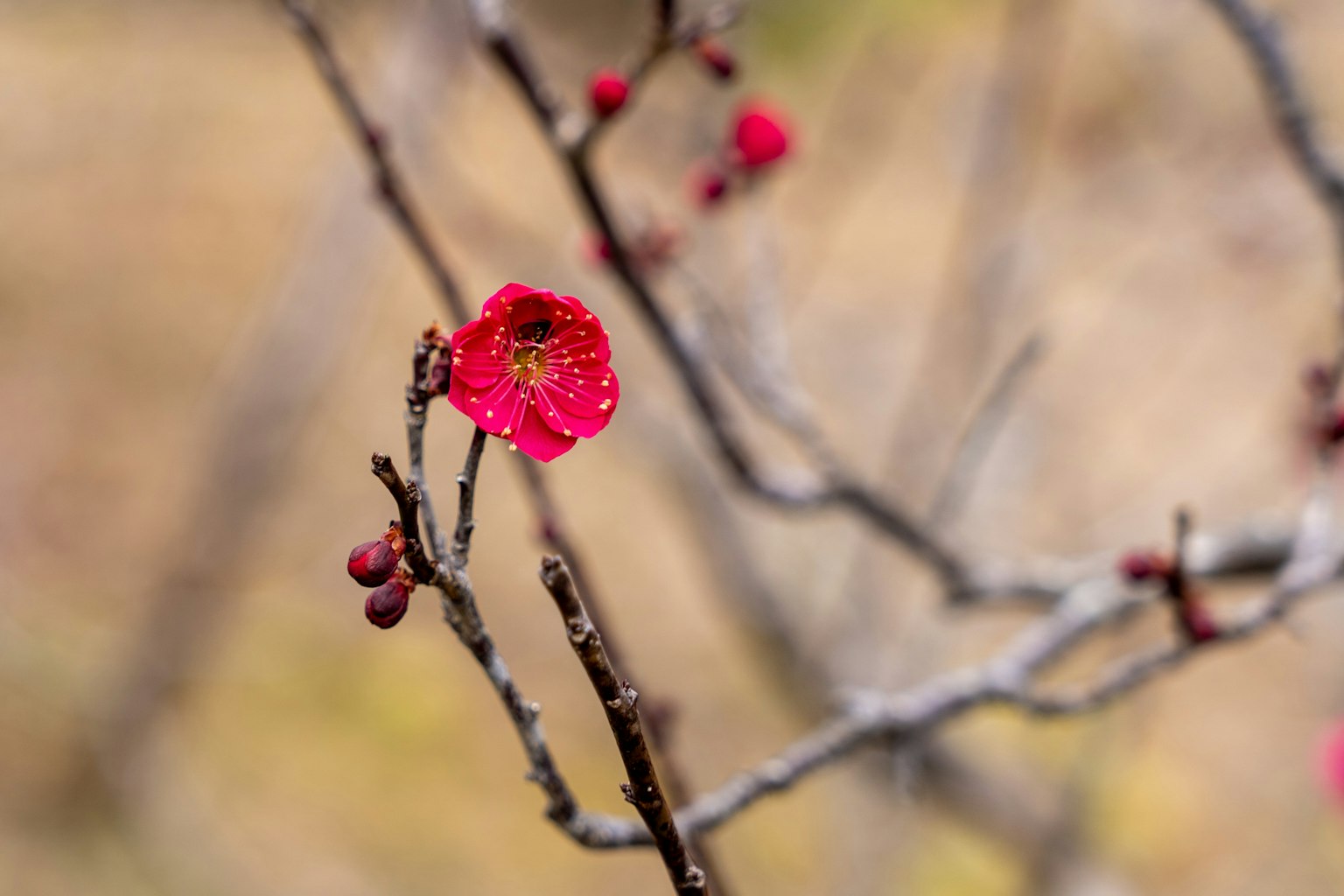 梅花的特写，鲜艳的红色花瓣在枝头