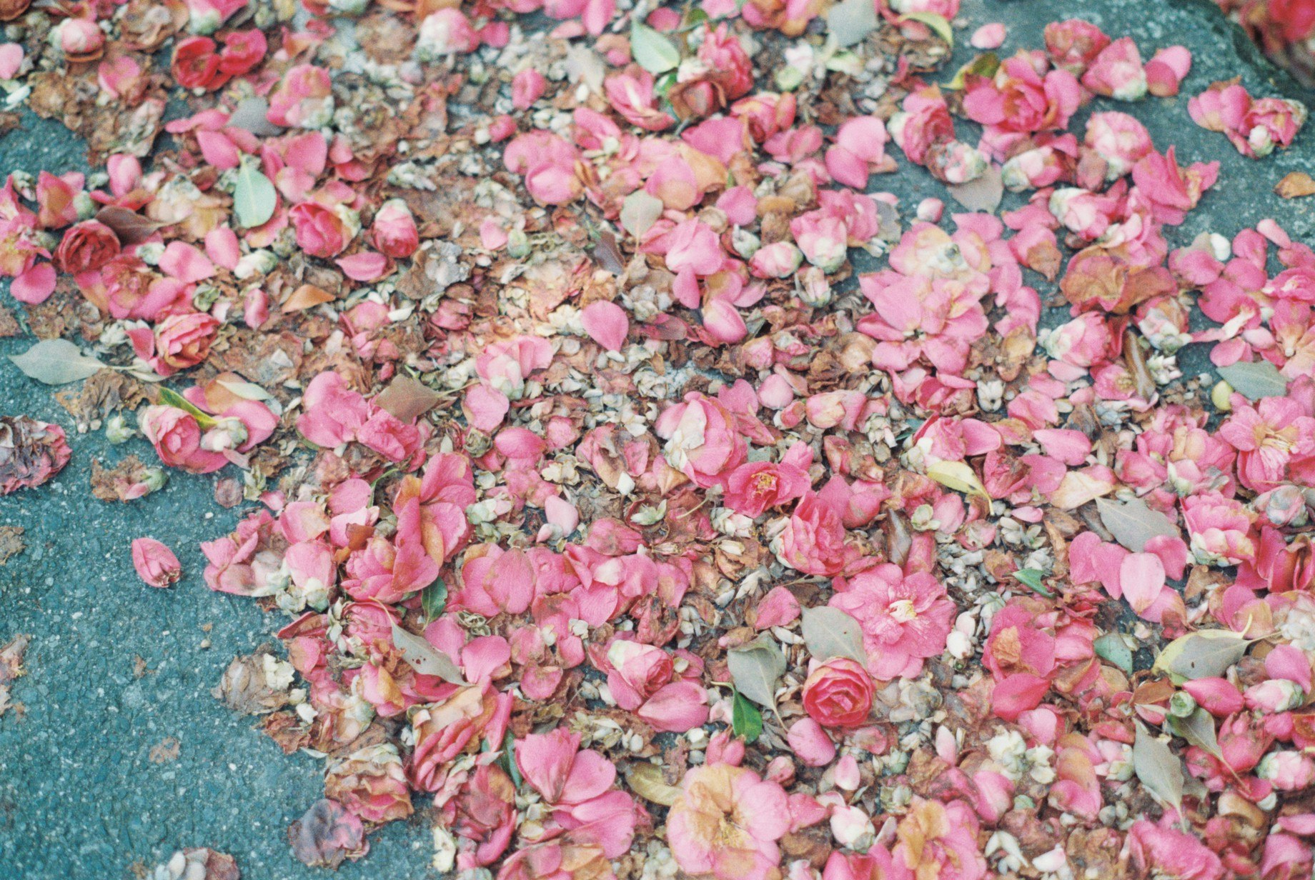 ピンクの花びらが敷き詰められた石畳のような路面
