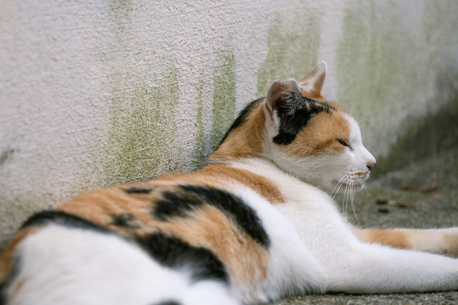 靠在墙边休息的三色猫