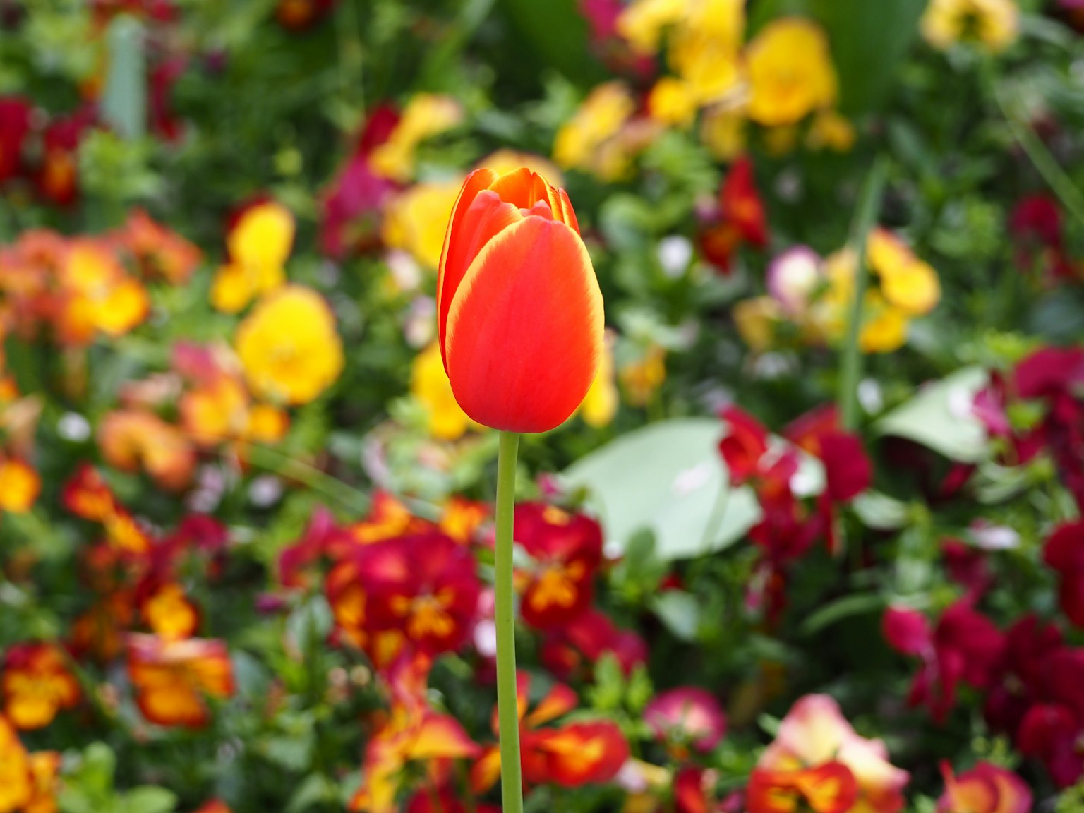 Tulip merah dan kuning cerah berdiri di antara bunga-bunga berwarna-warni