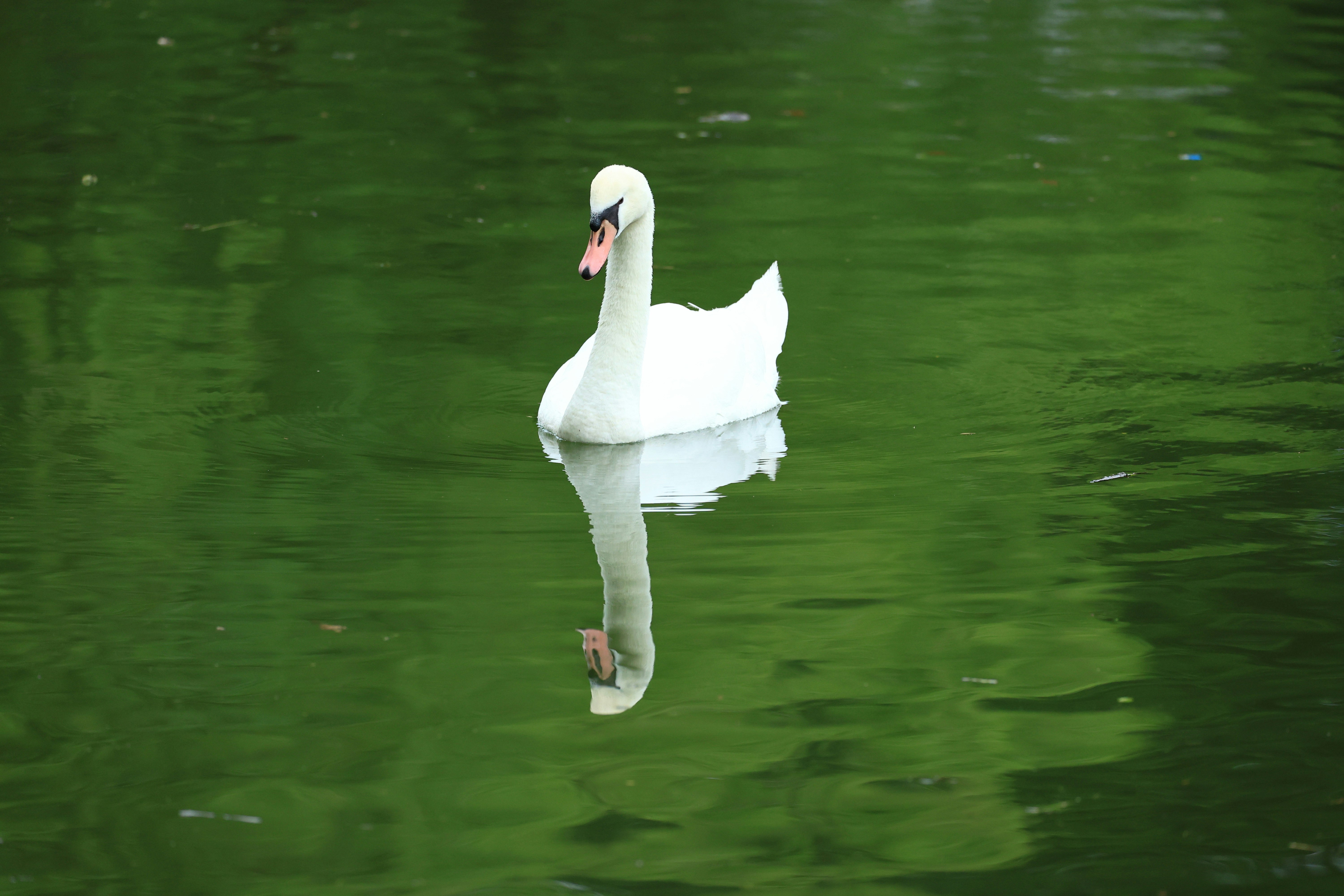緑の水面に浮かぶ白鳥