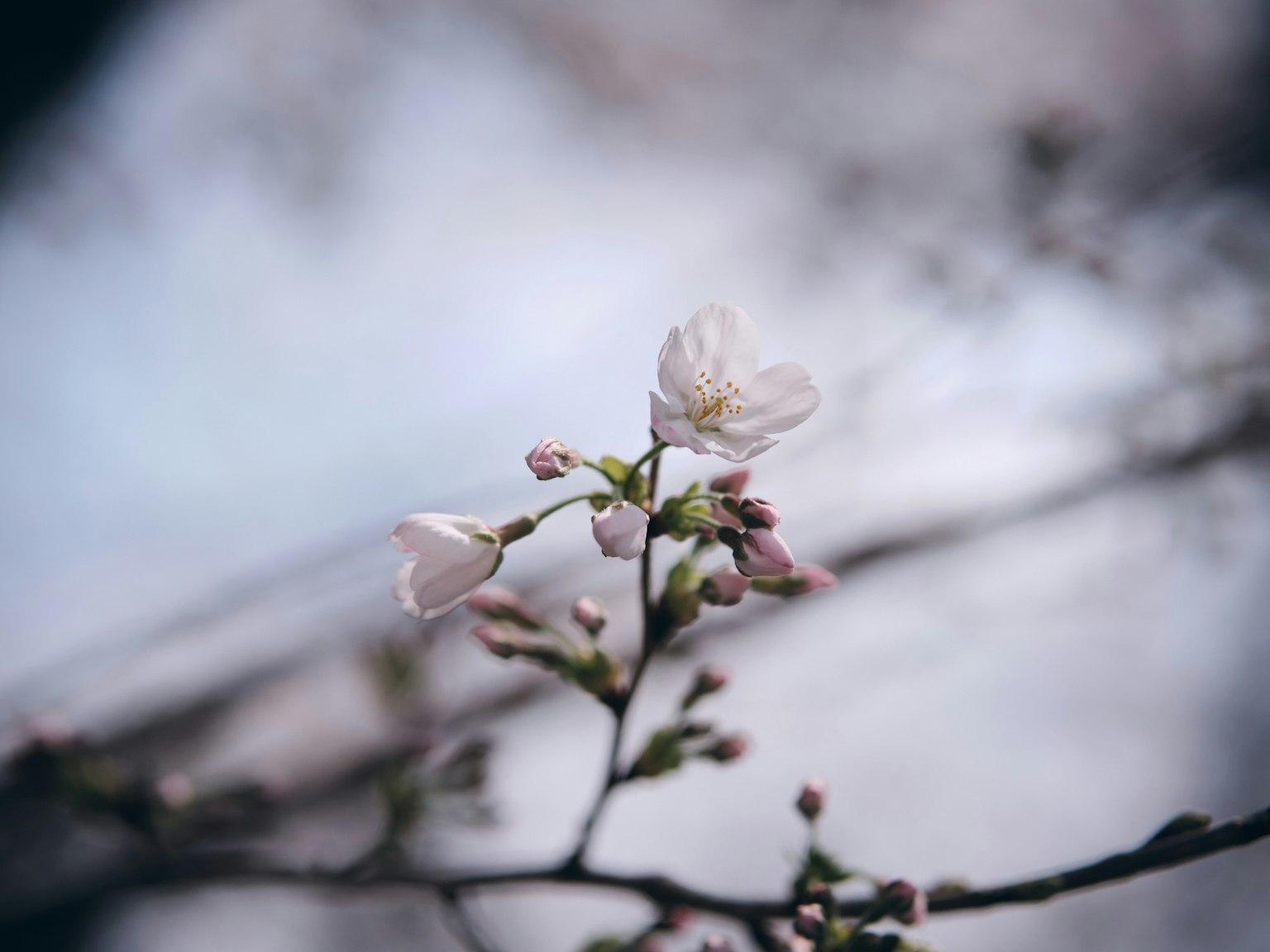 Gros plan de fleurs de cerisier et de bourgeons sur une branche