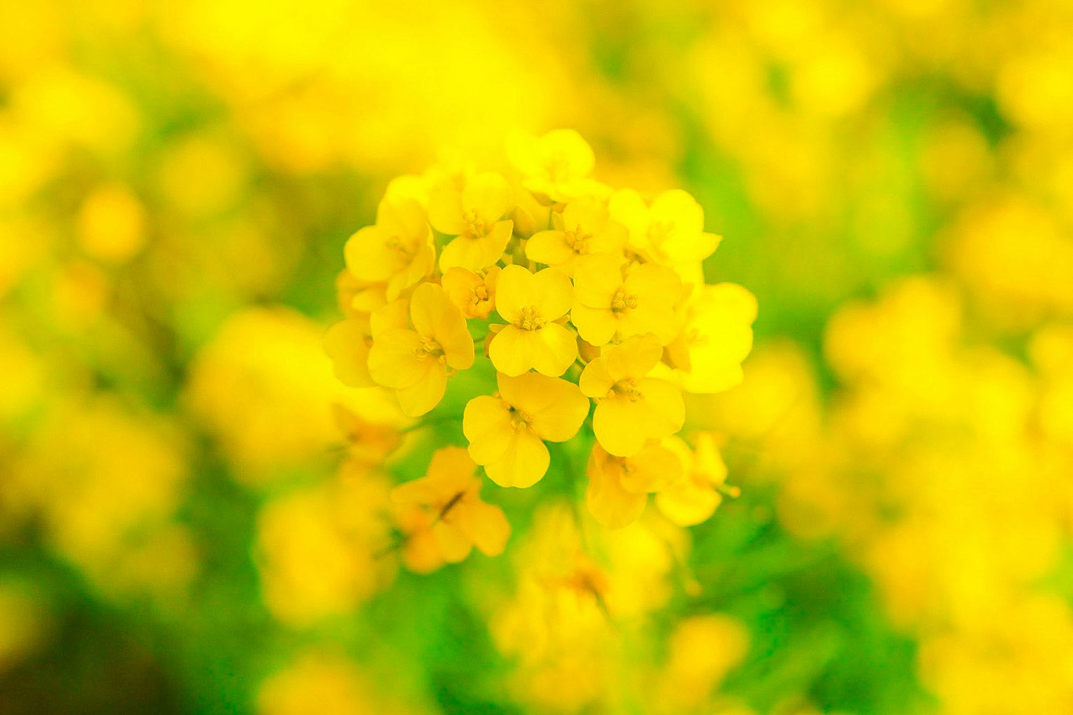 Fleurs jaunes vibrantes en fleurs