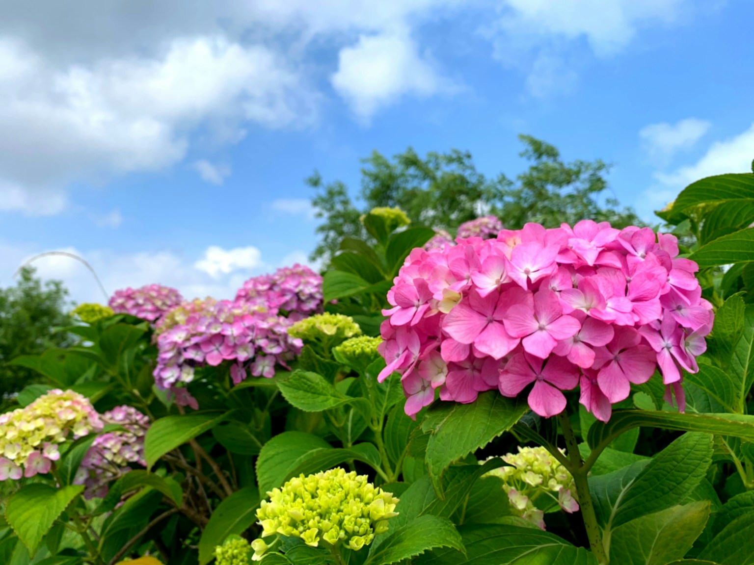 Bunte Hortensienblüten blühen unter einem blauen Himmel