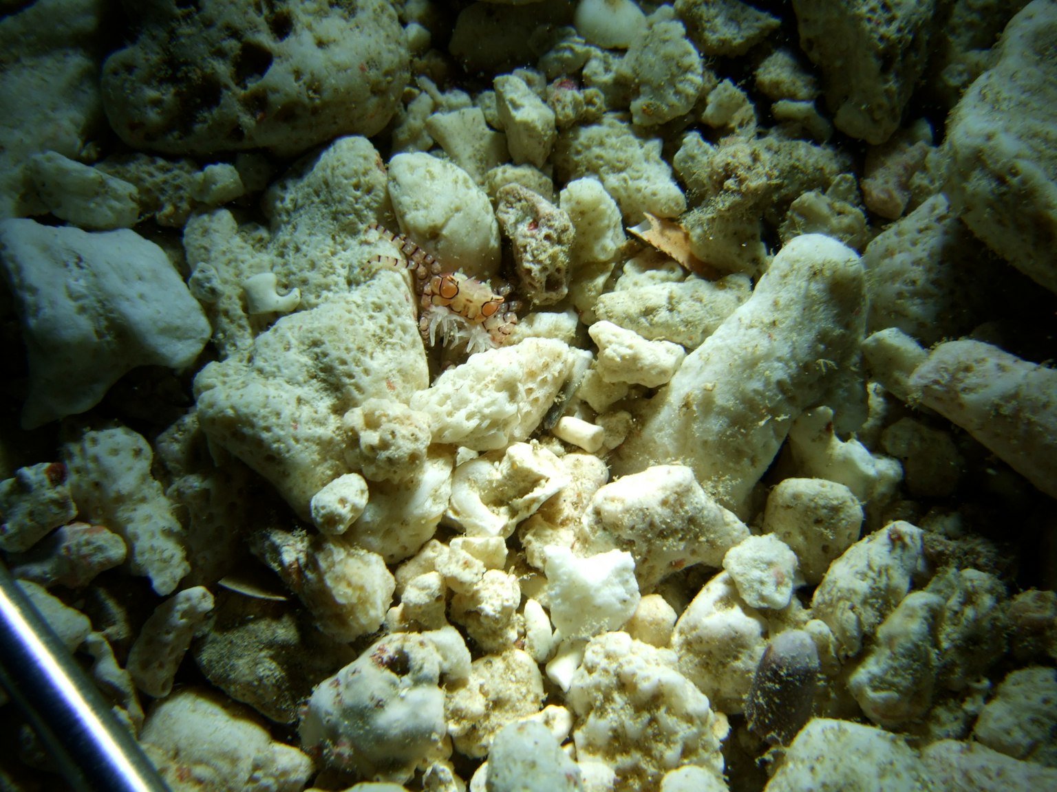Immagine che mostra frammenti di corallo sul fondo dell'oceano