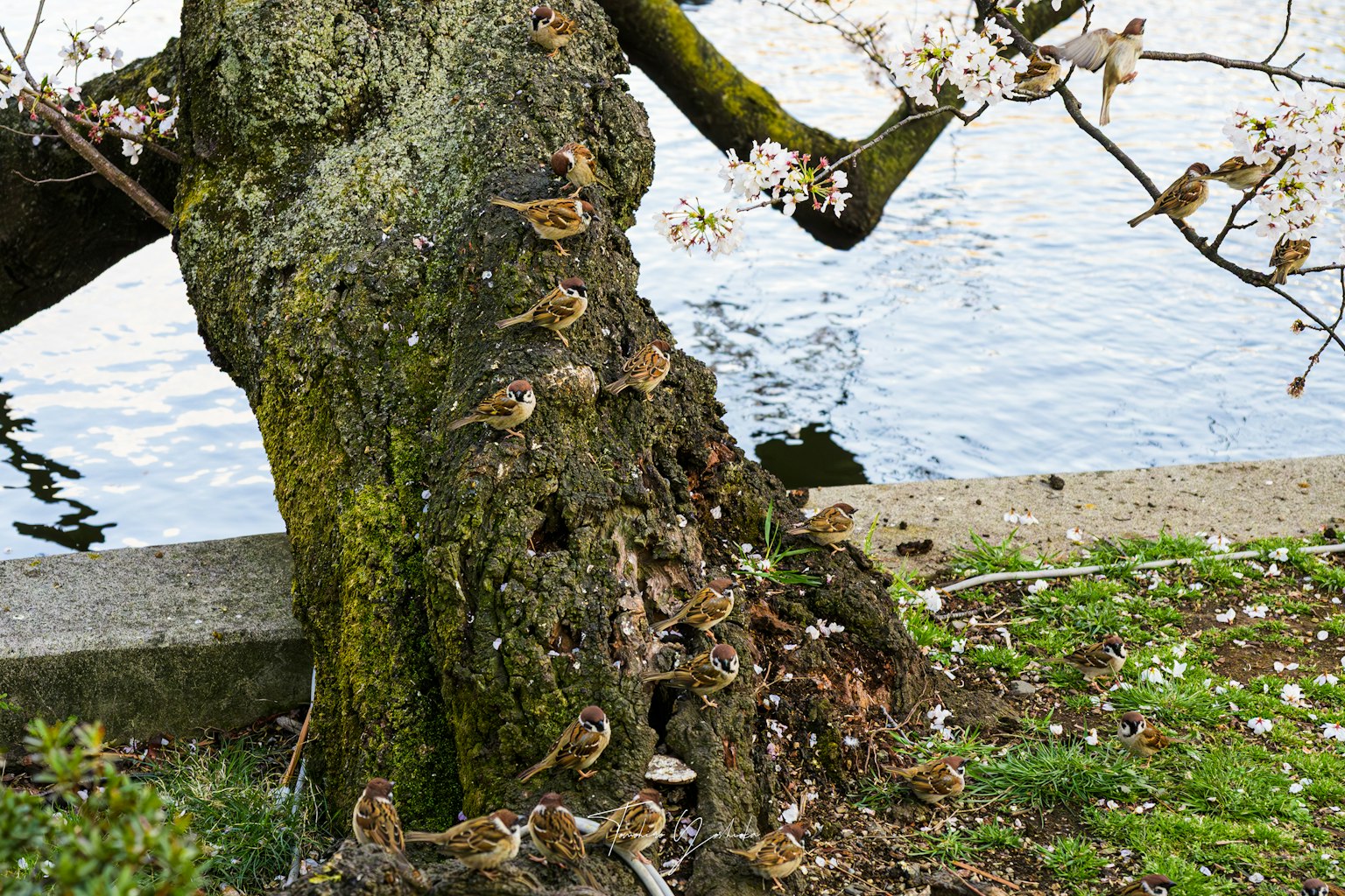 Kleine Vögel versammelt am Stamm eines Kirschbaums am Wasser