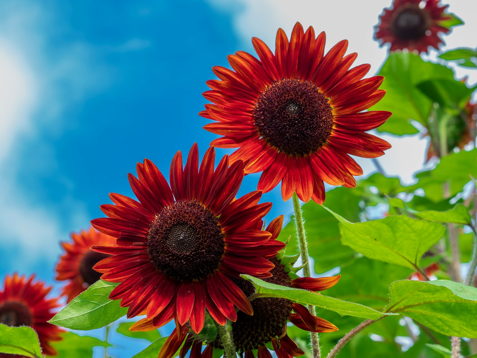 Rote Sonnenblütenblätter vor blauem Himmel