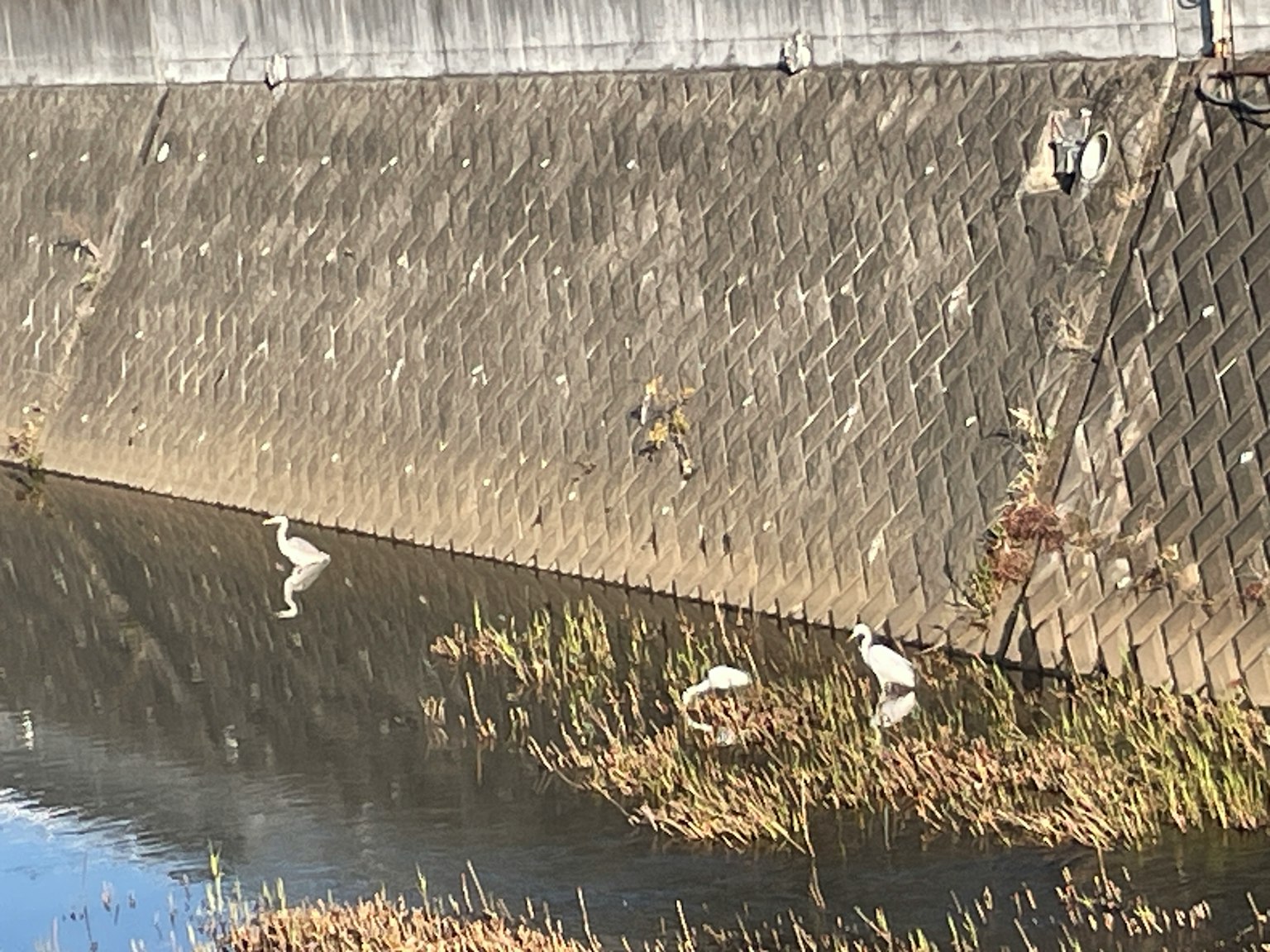 Aves blancas junto al agua y un muro de piedra