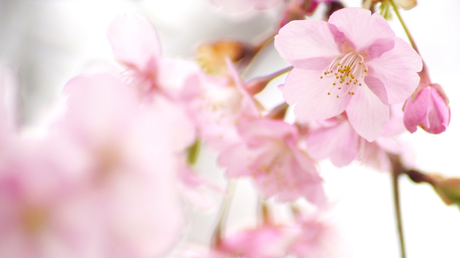 Primer plano de flores de cerezo en suaves tonos rosados