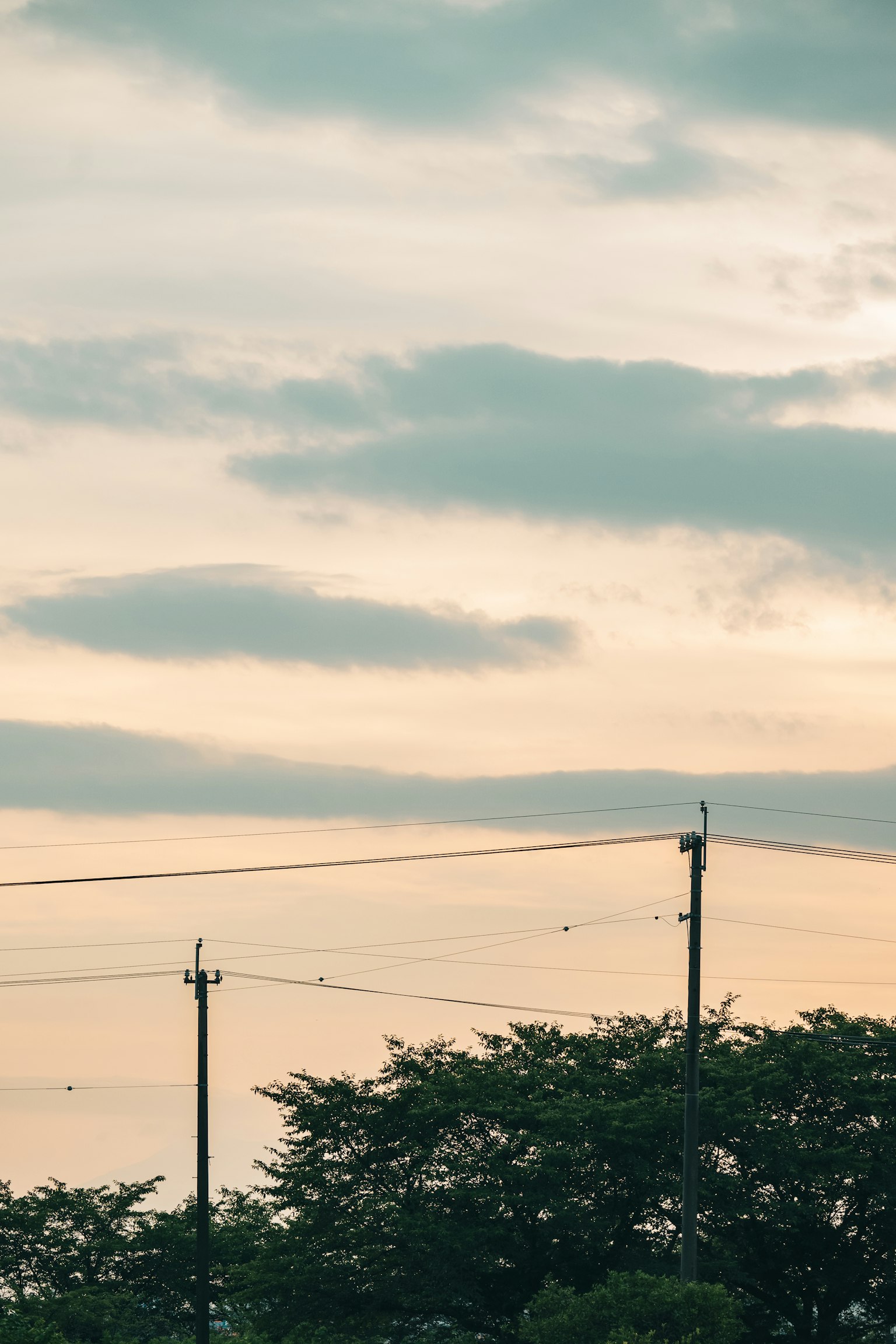 Silhouette d'arbres contre un ciel nuageux au crépuscule
