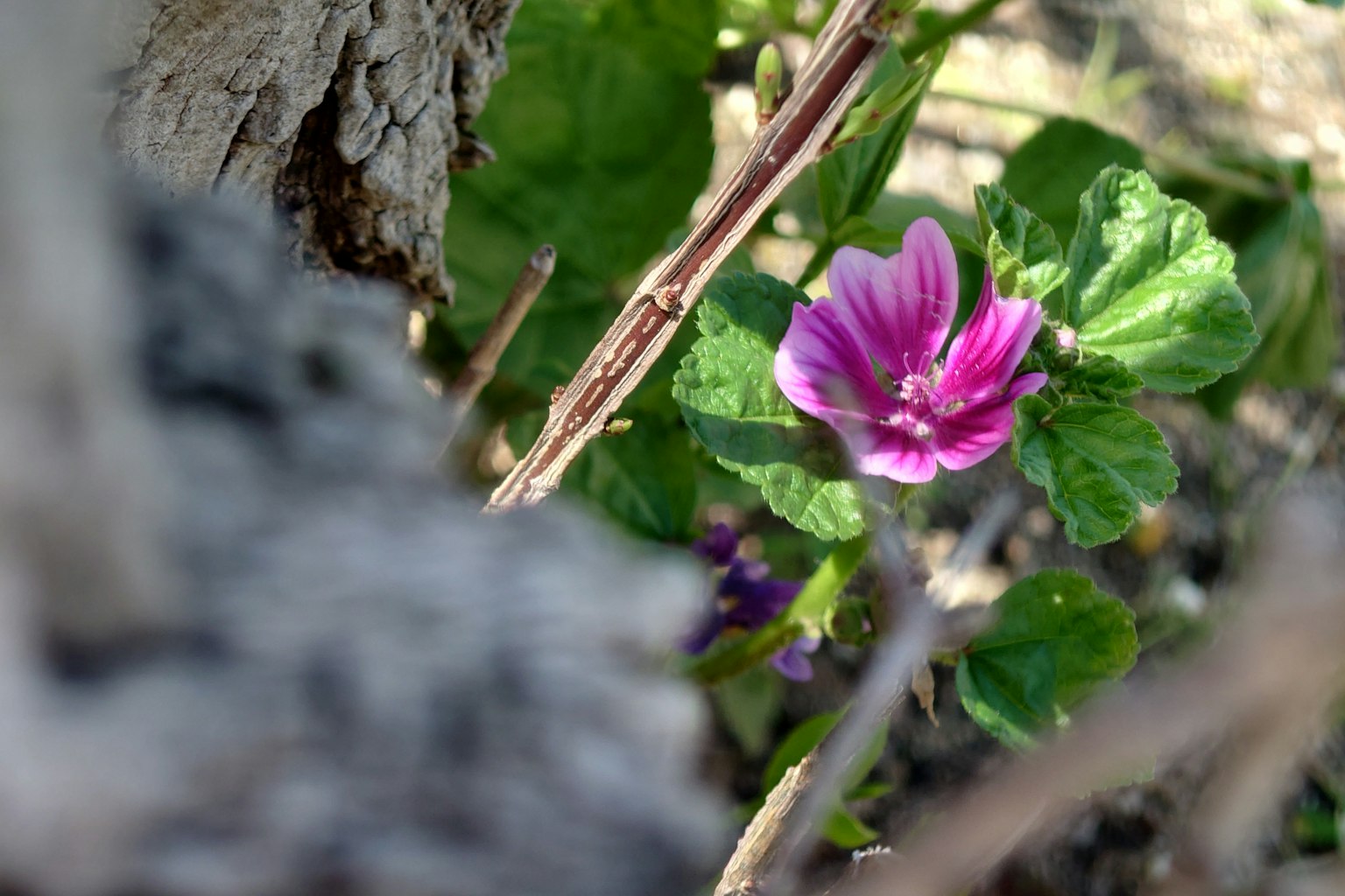 Fleur violette visible parmi les feuilles vertes