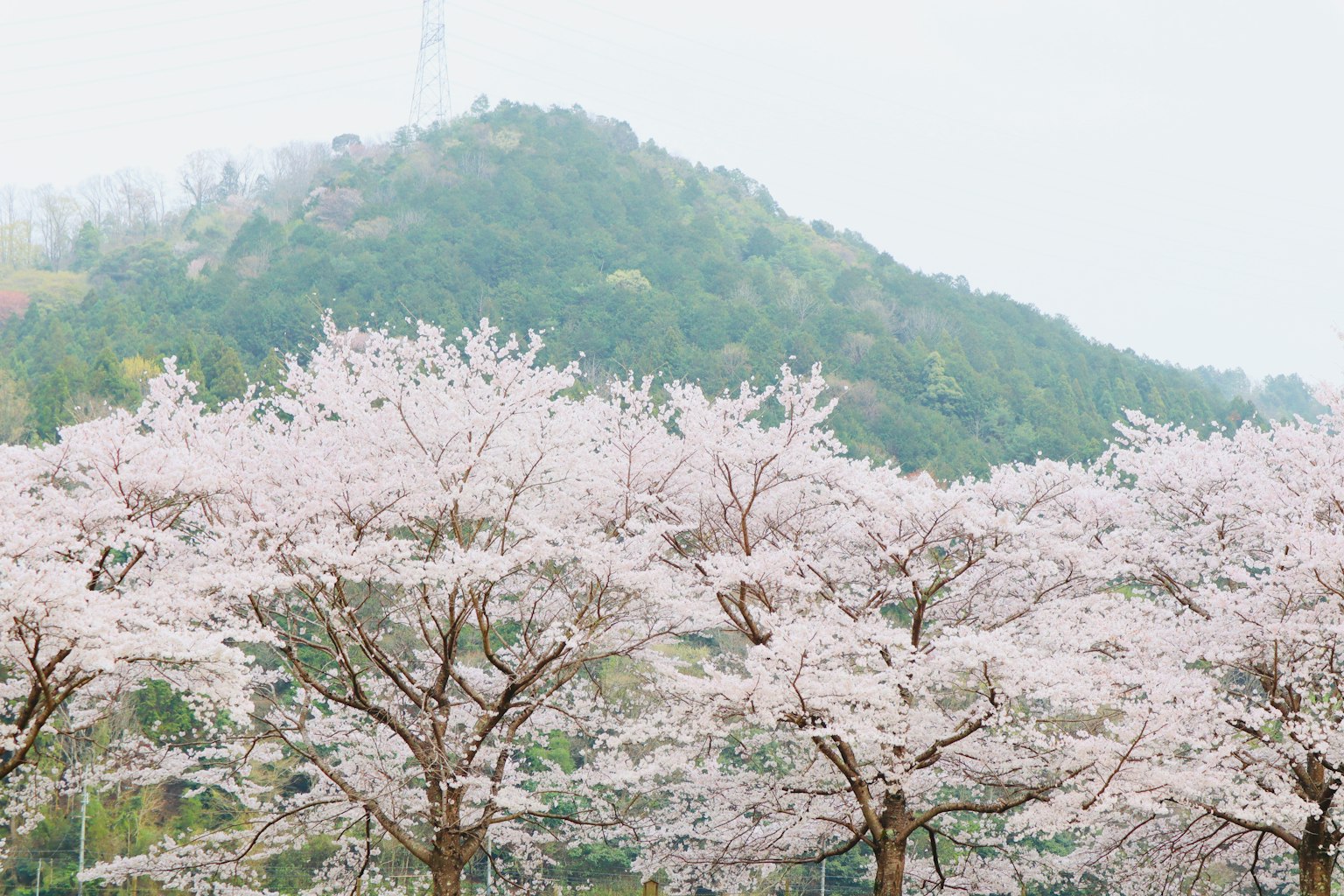 Pohon sakura yang mekar dengan latar belakang gunung